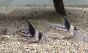 【美固体】 コリドラス コルレア コリドラスコルレア - 熱帯魚のmishima