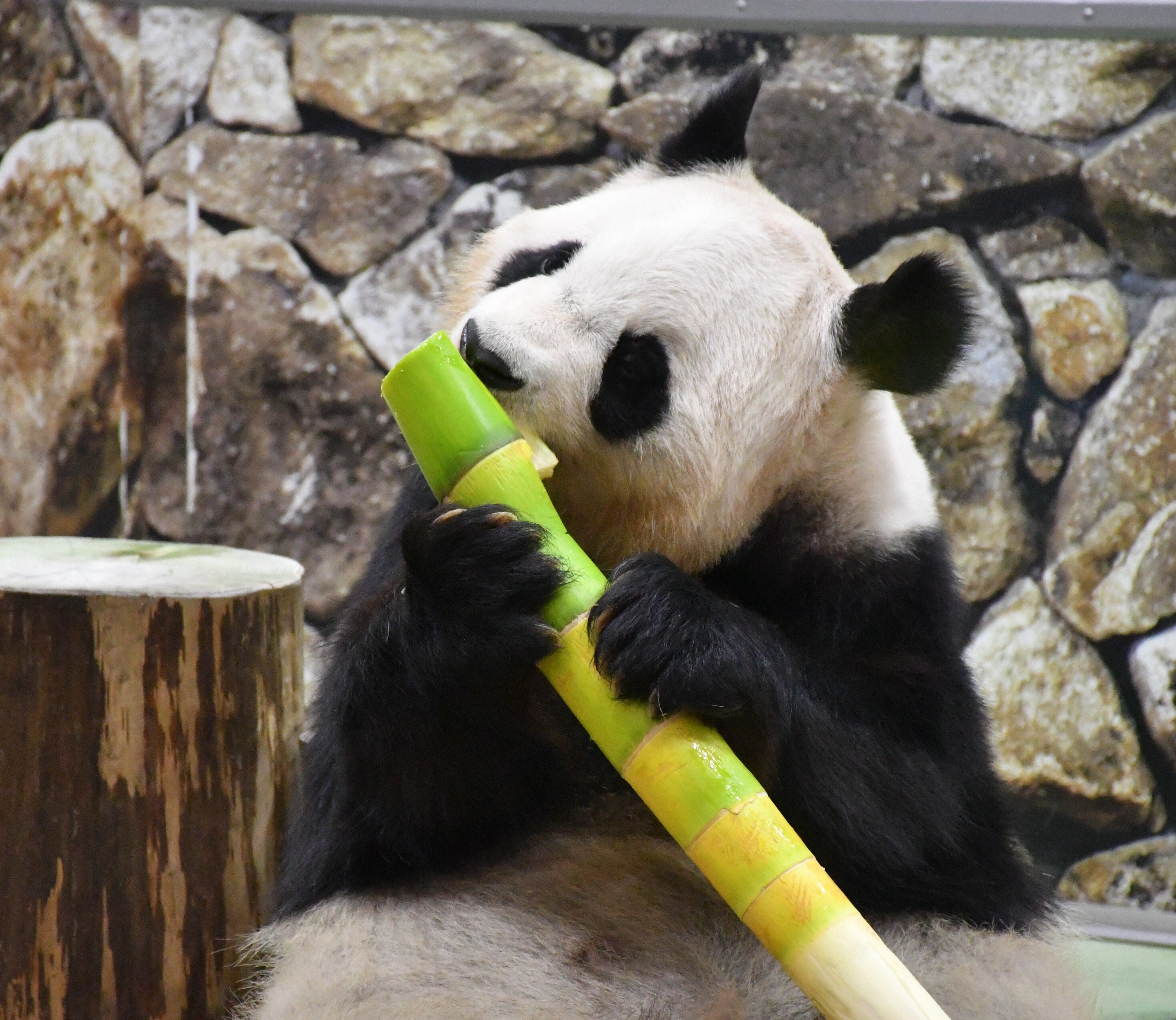 PANDA LOVE CLUB🩷感謝DAY ADVENTURE WORLD🎡｜りこひん