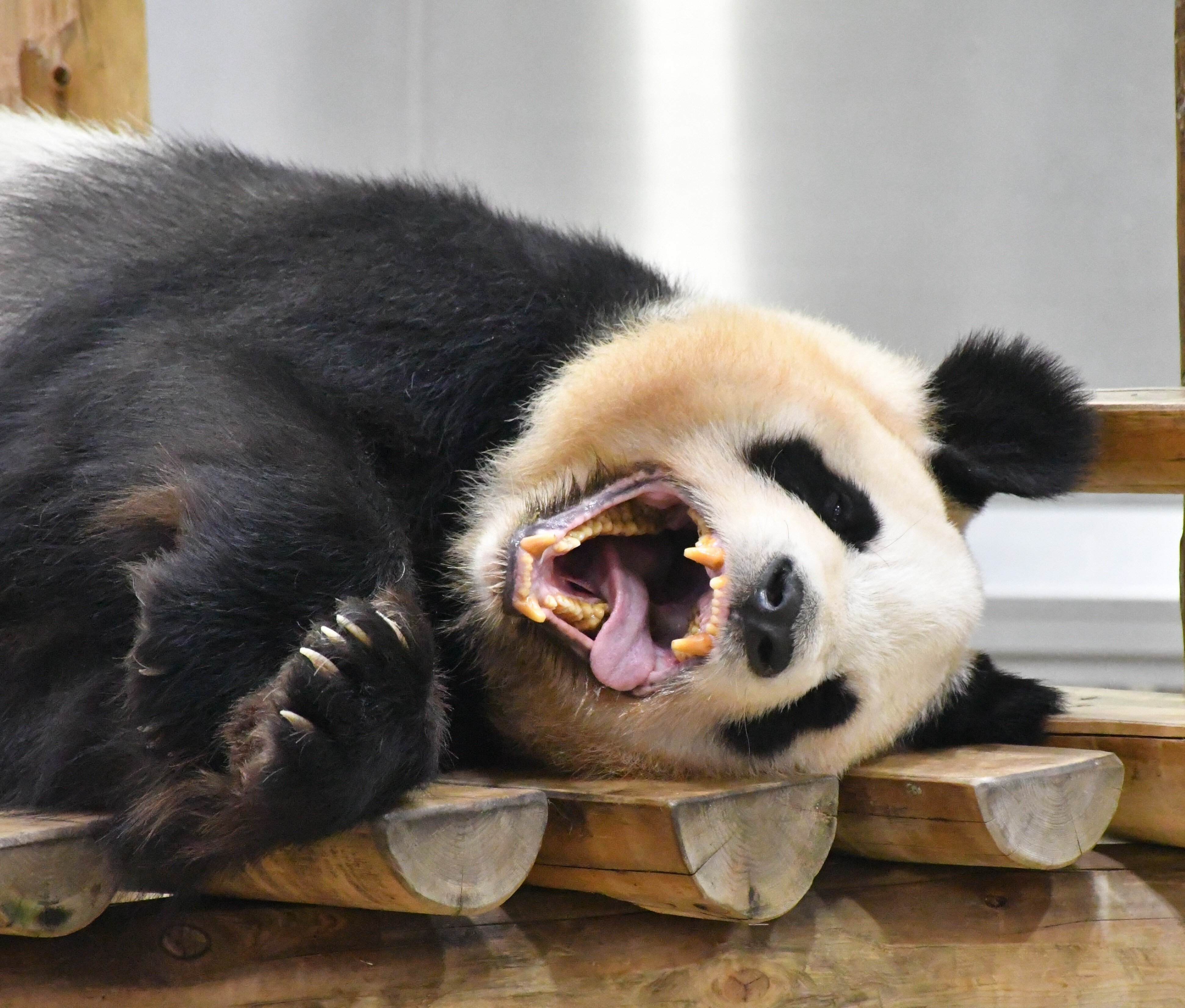PANDA LOVE CLUB🩷感謝DAY ADVENTURE WORLD🎡｜りこひん