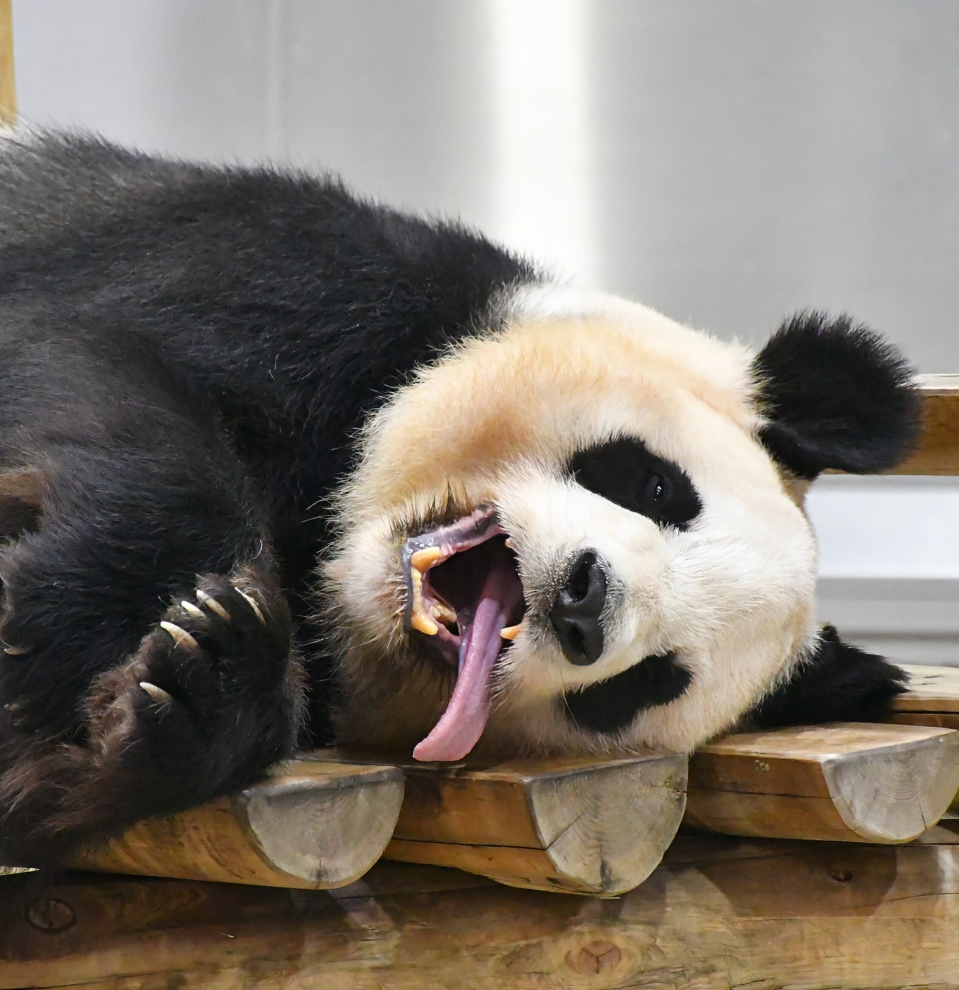 PANDA LOVE CLUB🩷感謝DAY ADVENTURE WORLD🎡｜りこひん