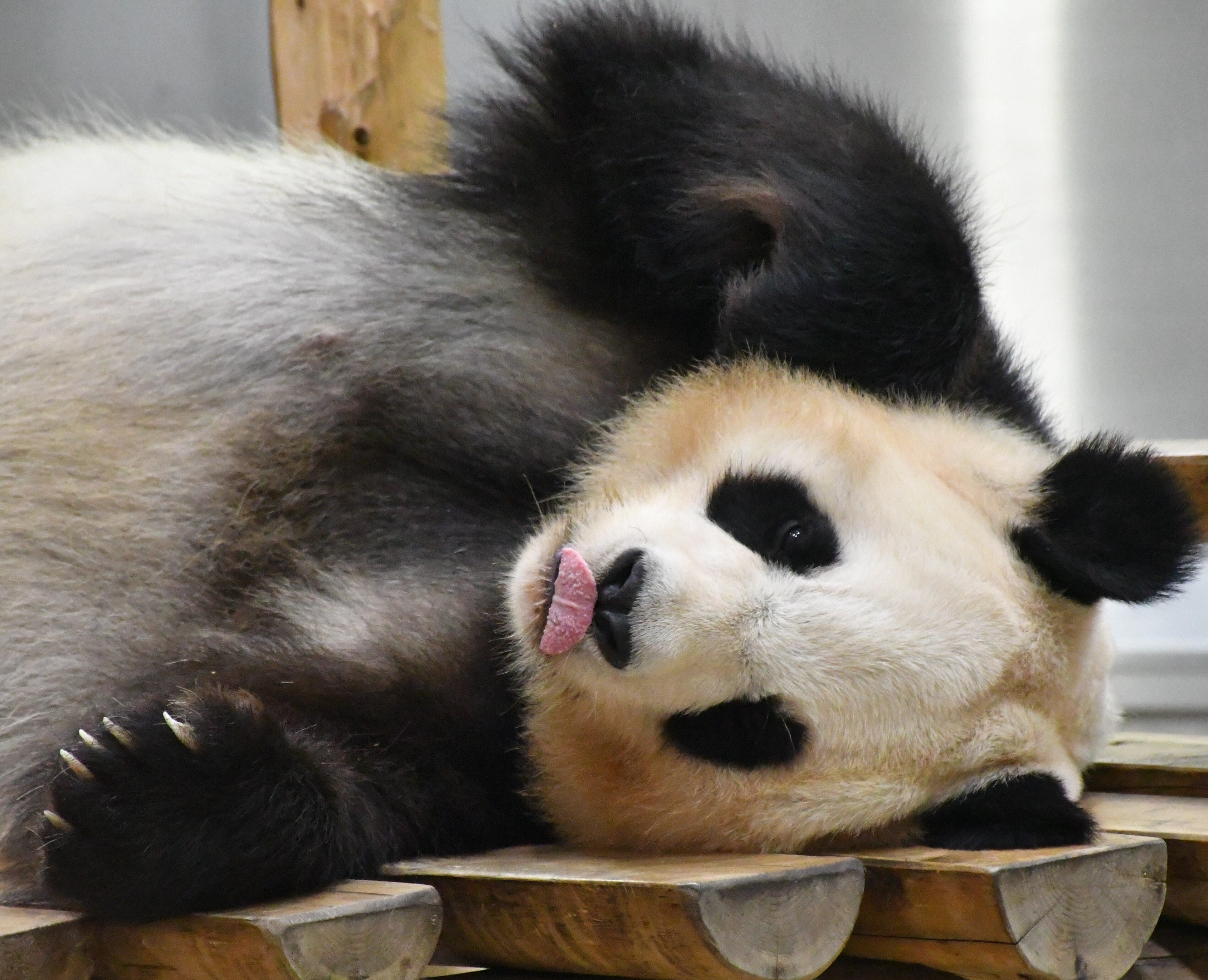 PANDA LOVE CLUB🩷感謝DAY ADVENTURE WORLD🎡｜りこひん