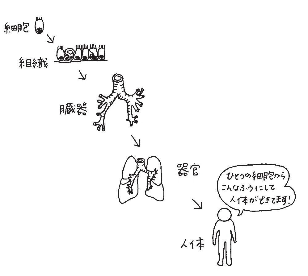 人体のなか、チラ見せします――『細胞を間近で見たらすごかった』ためし