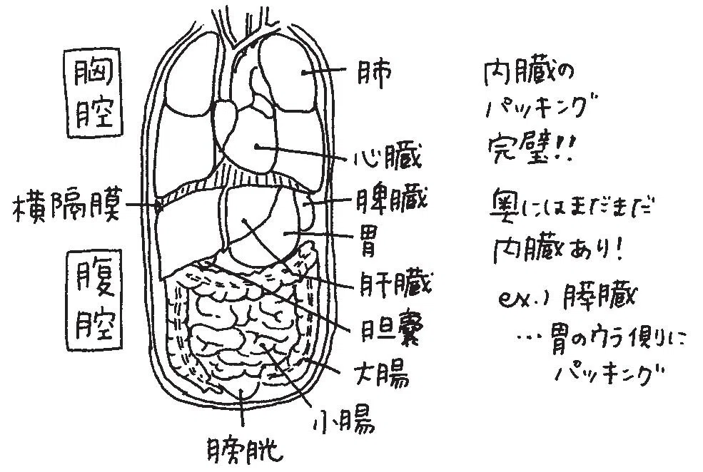人体のなか、チラ見せします――『細胞を間近で見たらすごかった』ためし