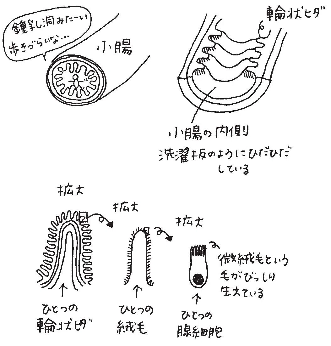 人体のなか、チラ見せします――『細胞を間近で見たらすごかった』ためし