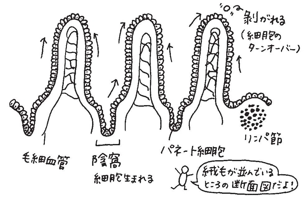人体のなか、チラ見せします――『細胞を間近で見たらすごかった』ためし