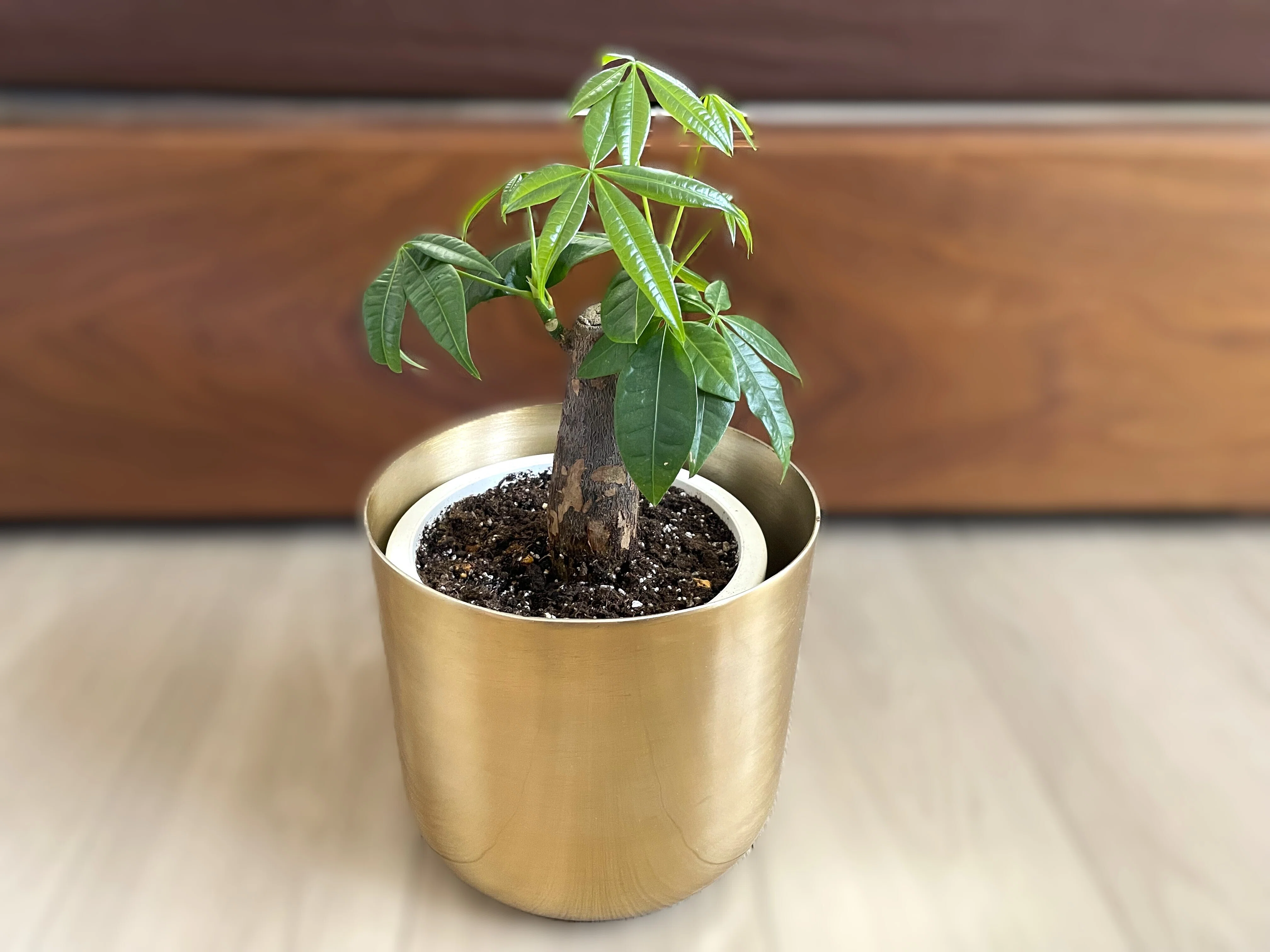 パキラ｜挿し木タイプの樹形は未知数🌴｜ラムネ