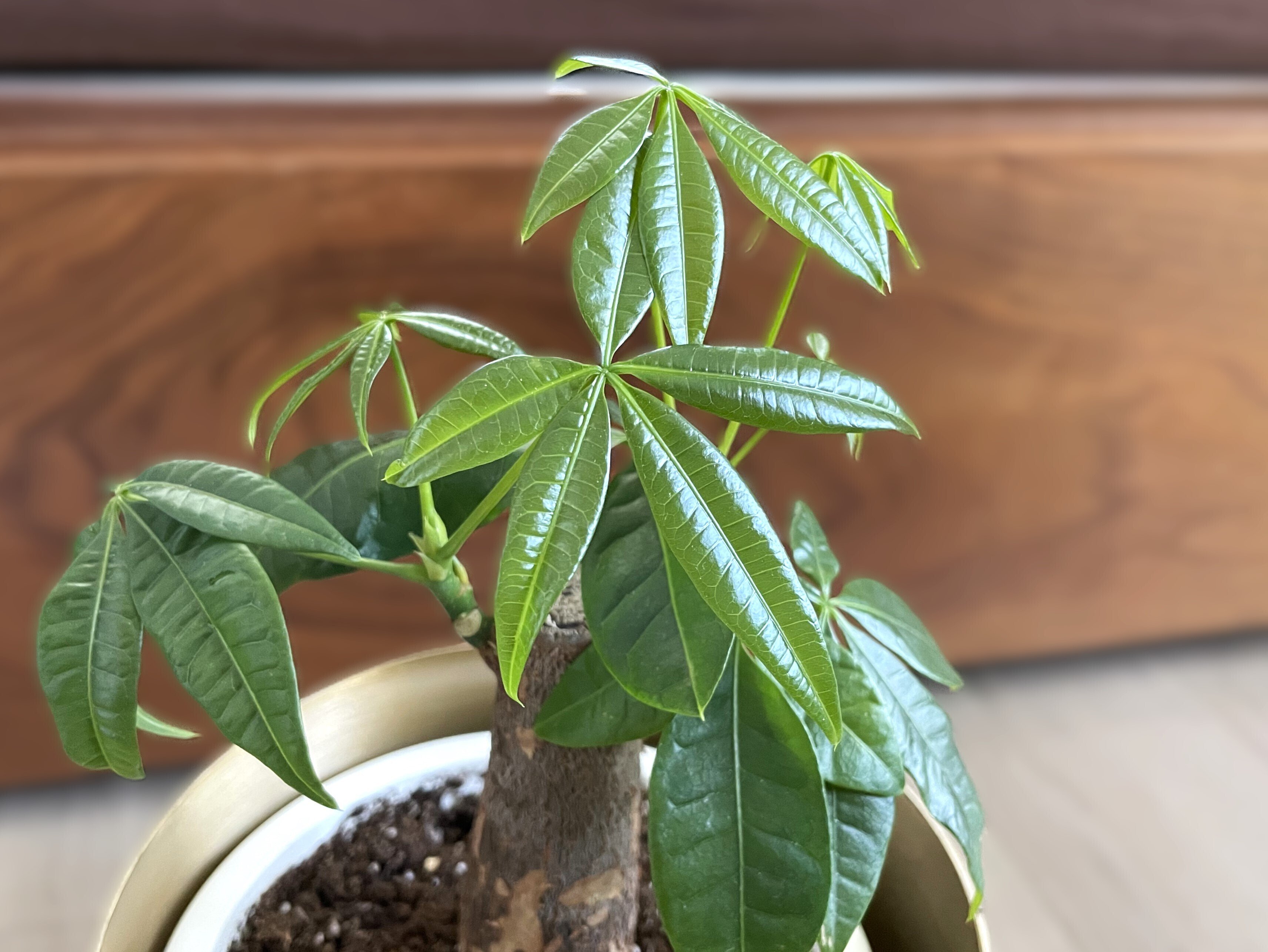 大きめパキラ 二又 変わった樹形 大きめパキラ 二又 変わった樹形 大きめパキラ 二又 変わった樹形