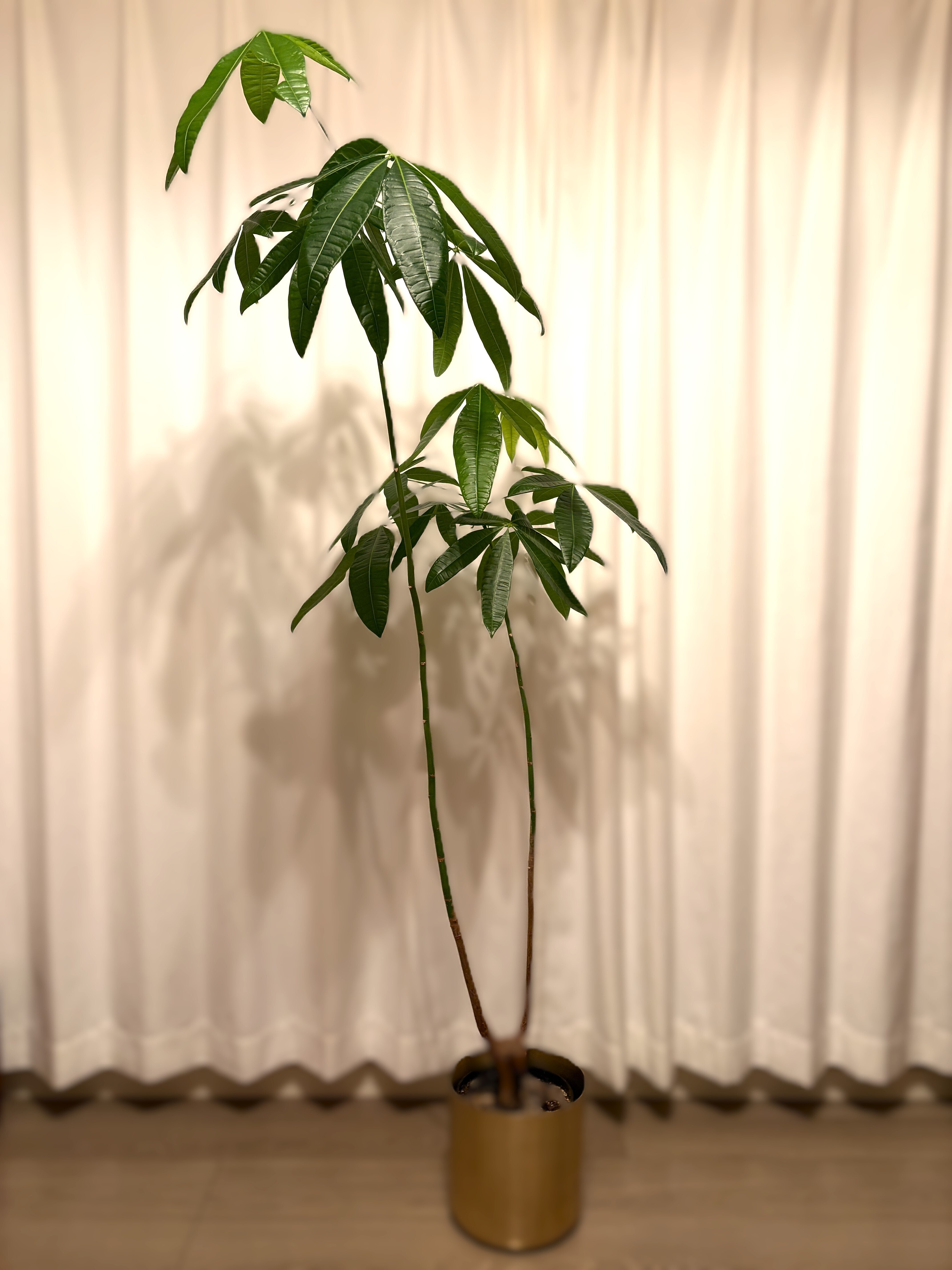 大きめパキラ 二又 変わった樹形 大きめパキラ 二又 変わった樹形 大きめパキラ 二又 変わった樹形