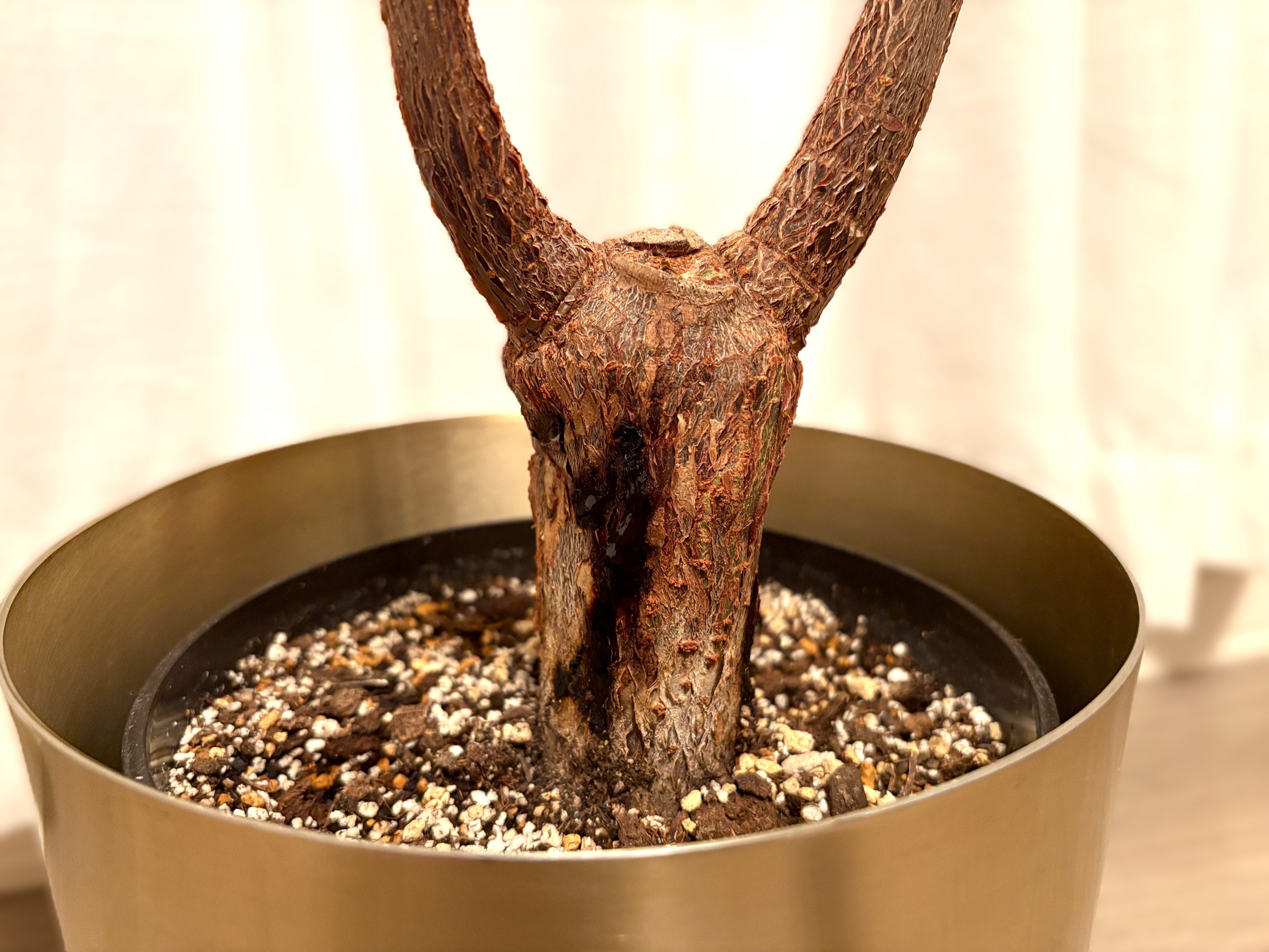 大きめパキラ 二又 変わった樹形 大きめパキラ 変わった樹形