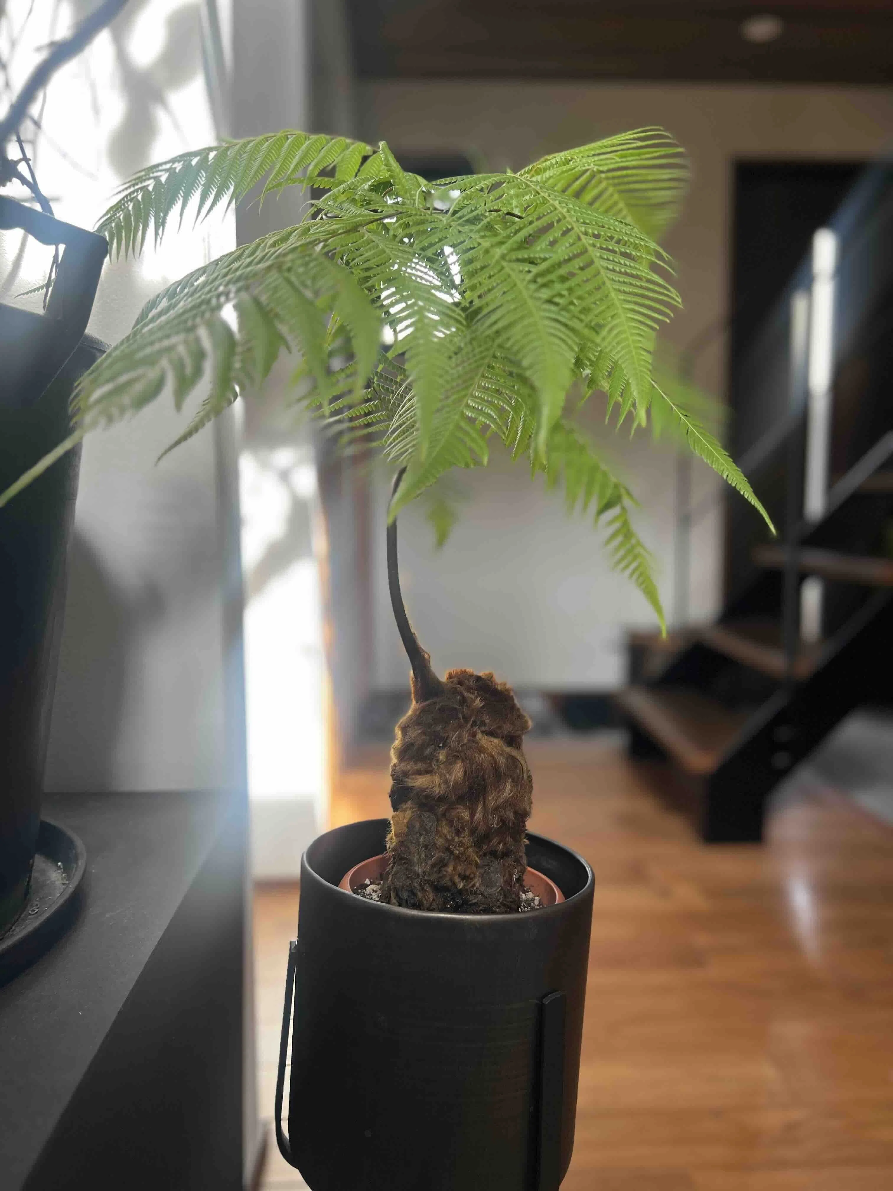 キンモウコウ（金毛狗）がやってきた｜himekuri365