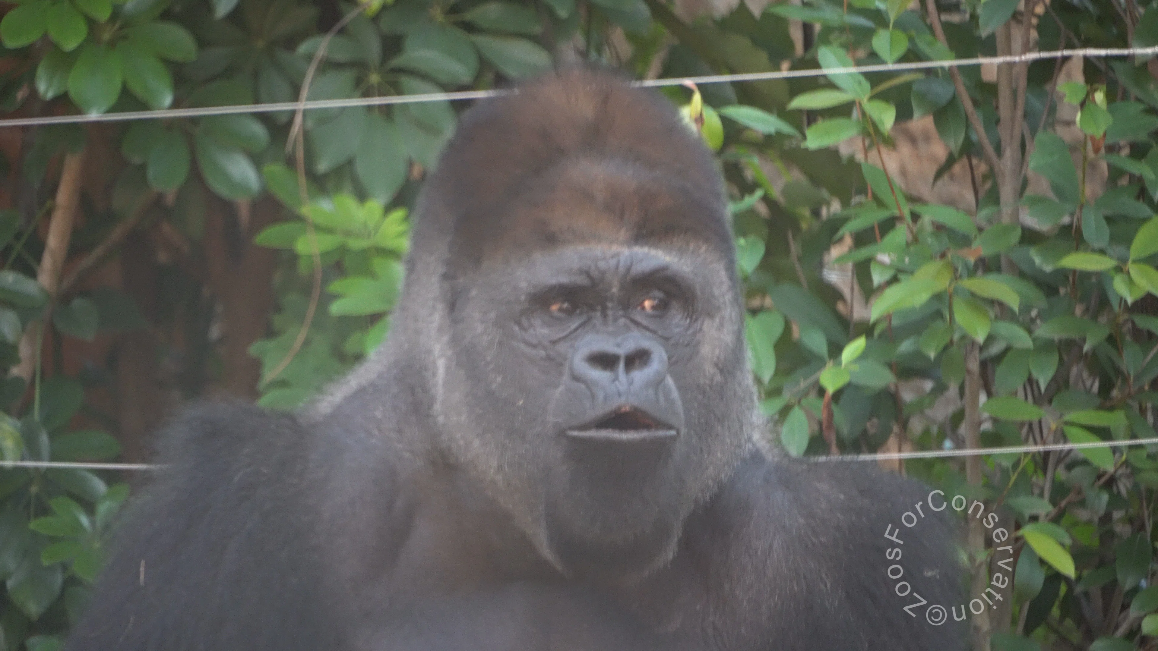 Ueno Zoo 202510 d5｜Zoos For Conservation