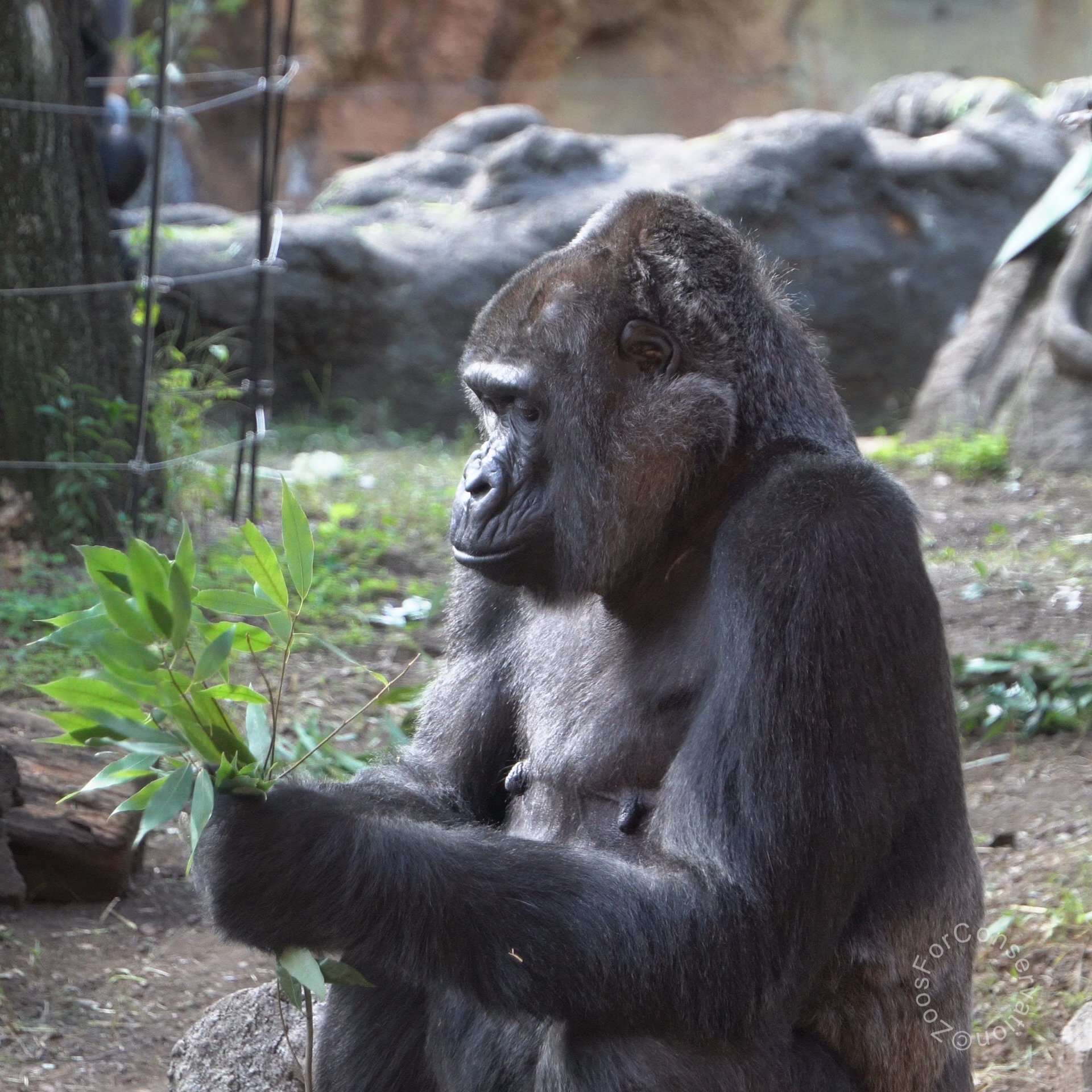 Ueno Zoo 202510wk5d1｜Zoos For Conservation