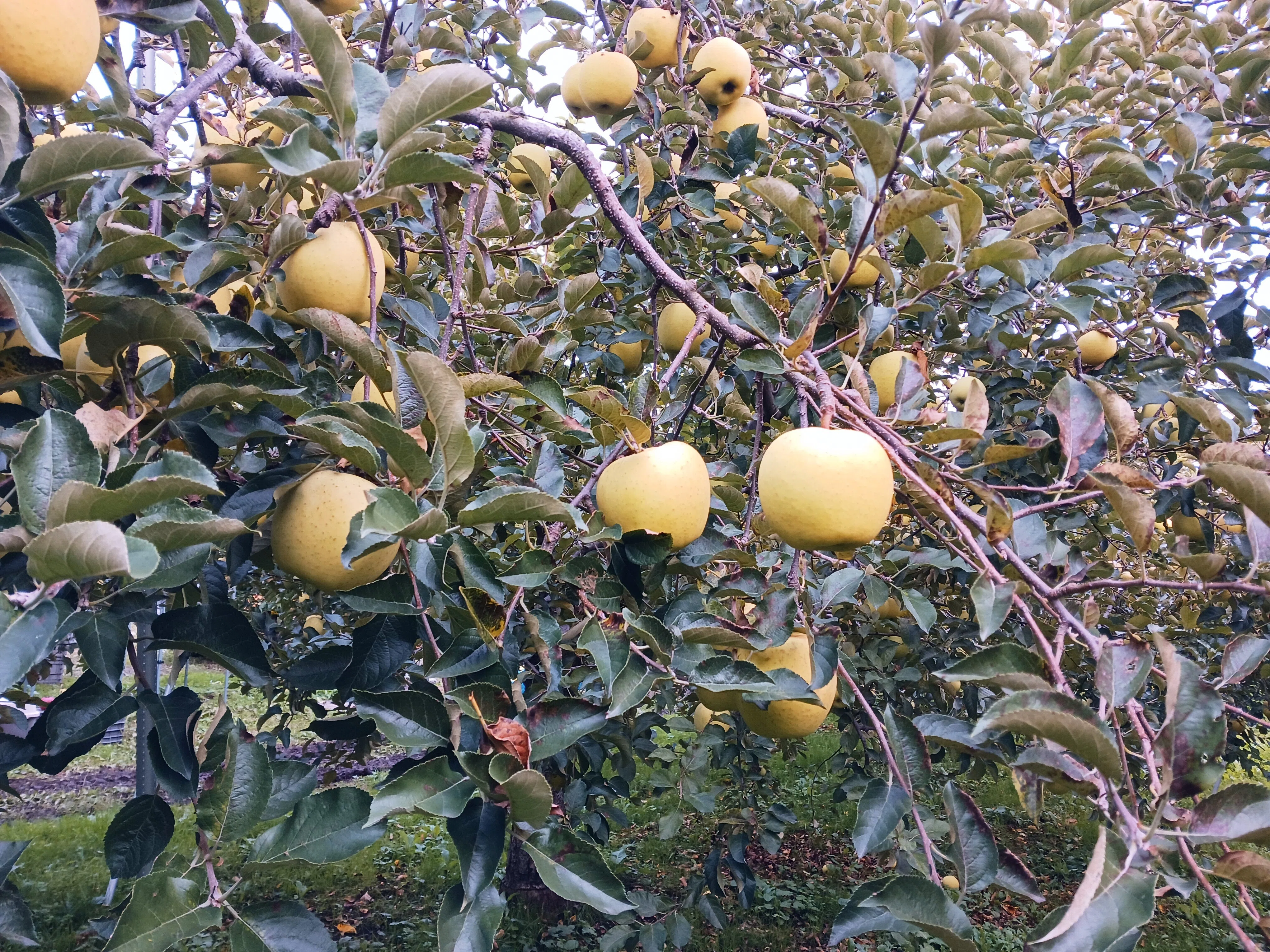 Apple Variety Guide: Hoshi no Kinka｜ミカミアカネ