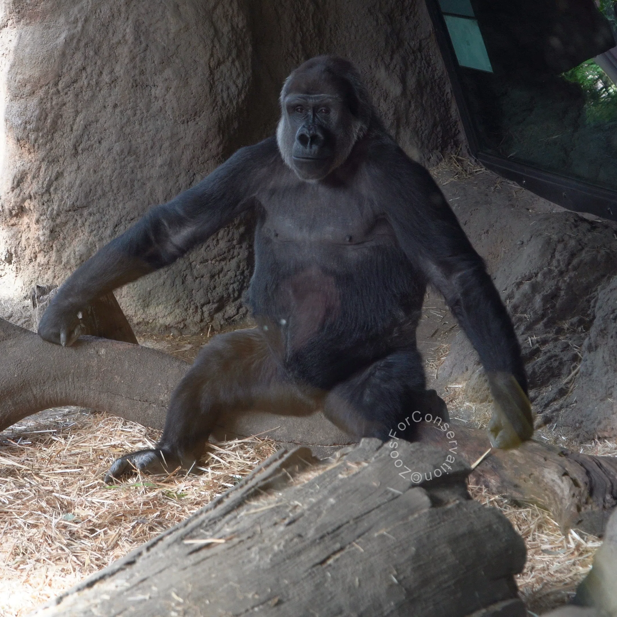 Ueno Zoo 202510 d5｜Zoos For Conservation