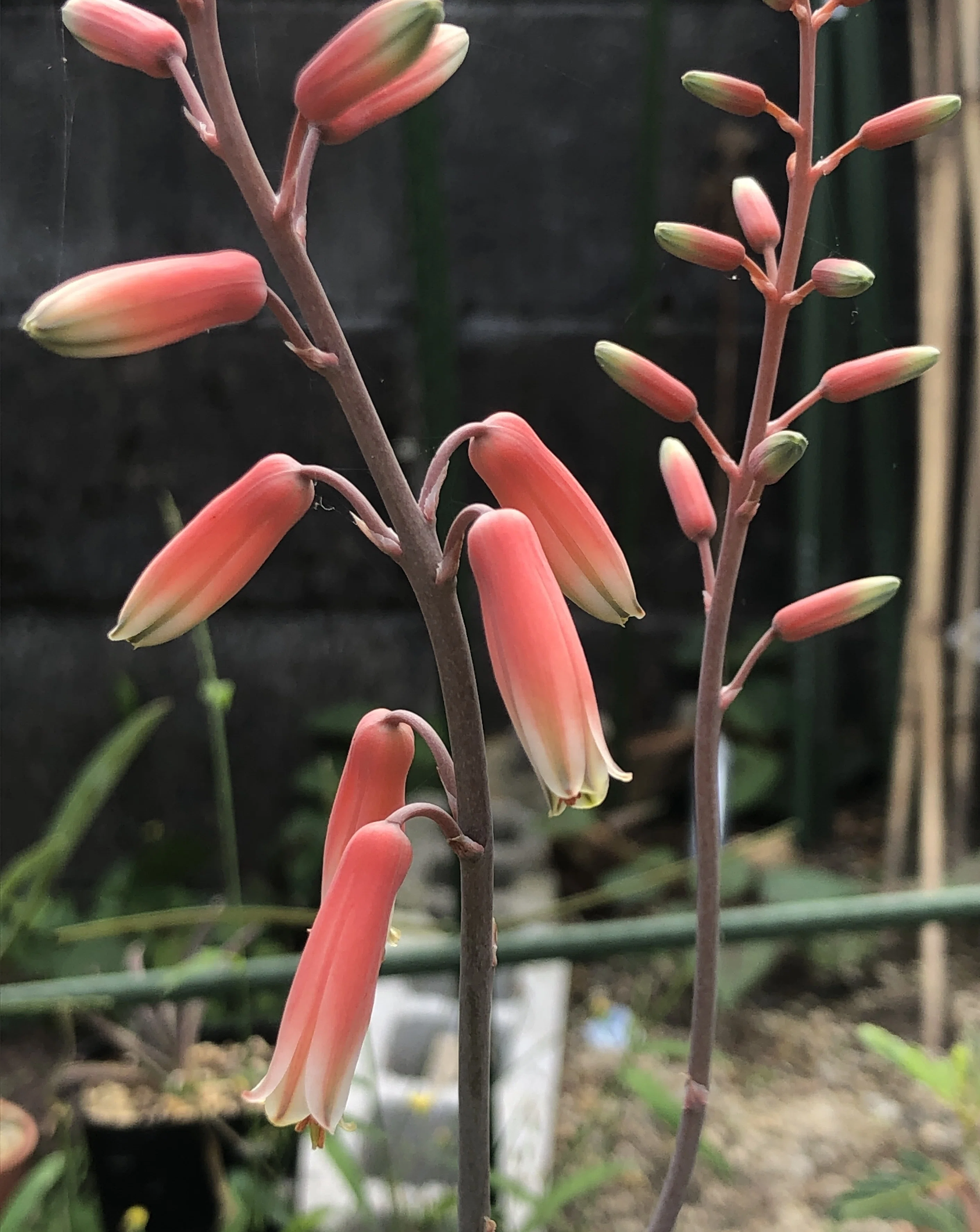 アロエハイブリッドの交配と鉄甲丸の花と秋のお手入れ計画｜たおた