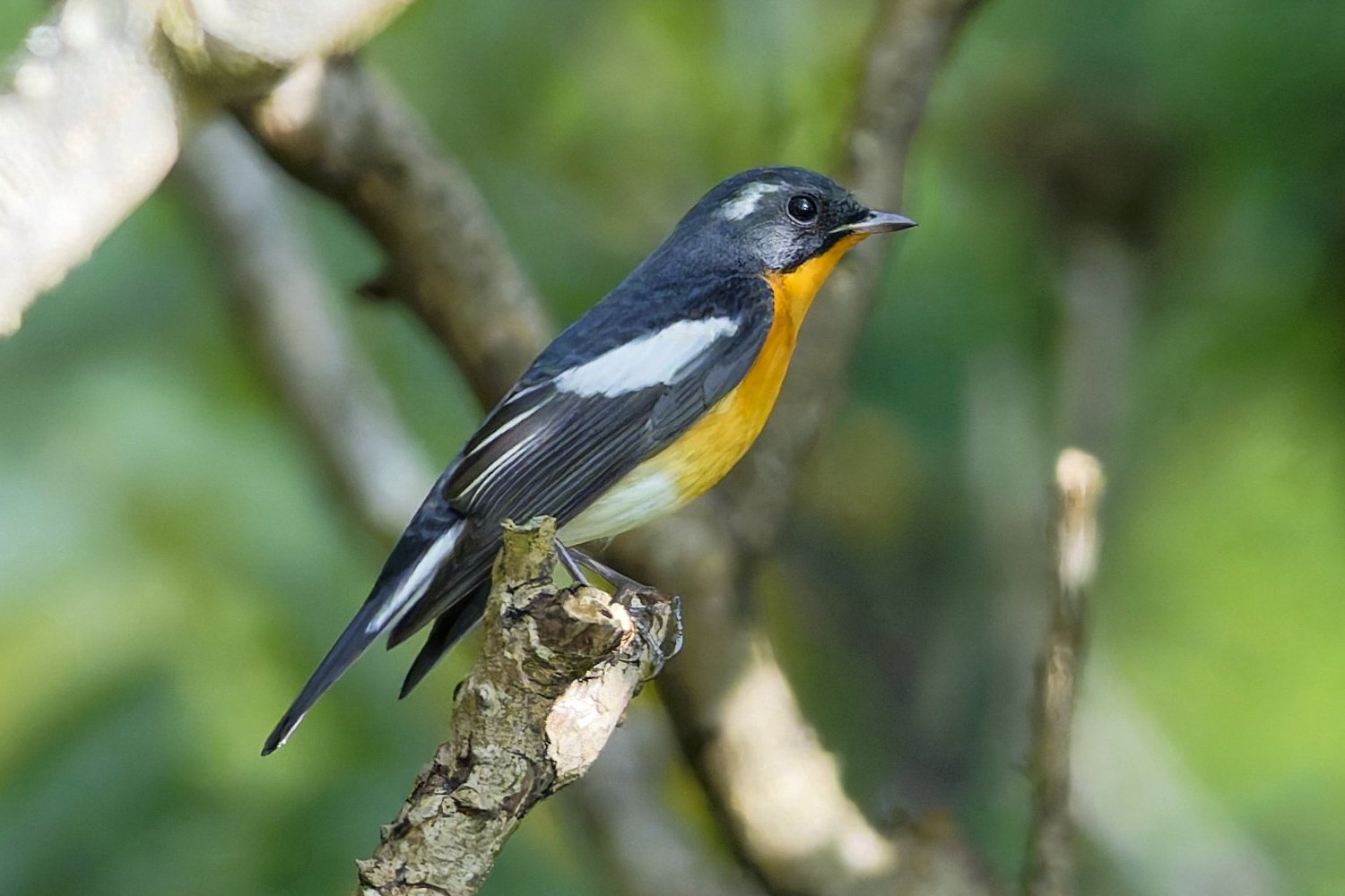 カラスザンショウにやって来た鳥達Ⅵ(ムギマキ♂)｜Miya