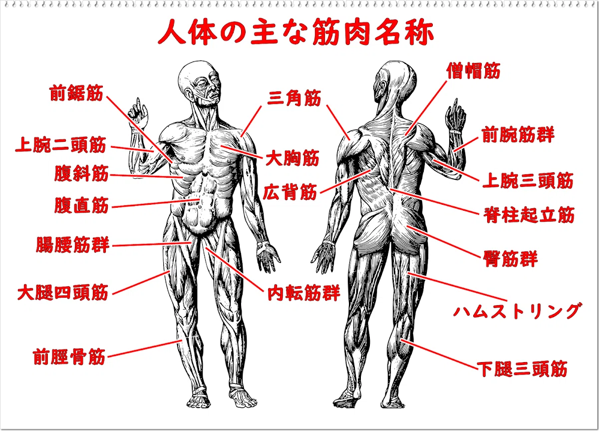 腕 筋肉 名称
