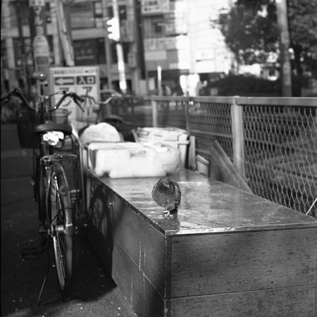 憧れの中判カメラだったSALYUT-Cの初撮り再掲｜岡本剛