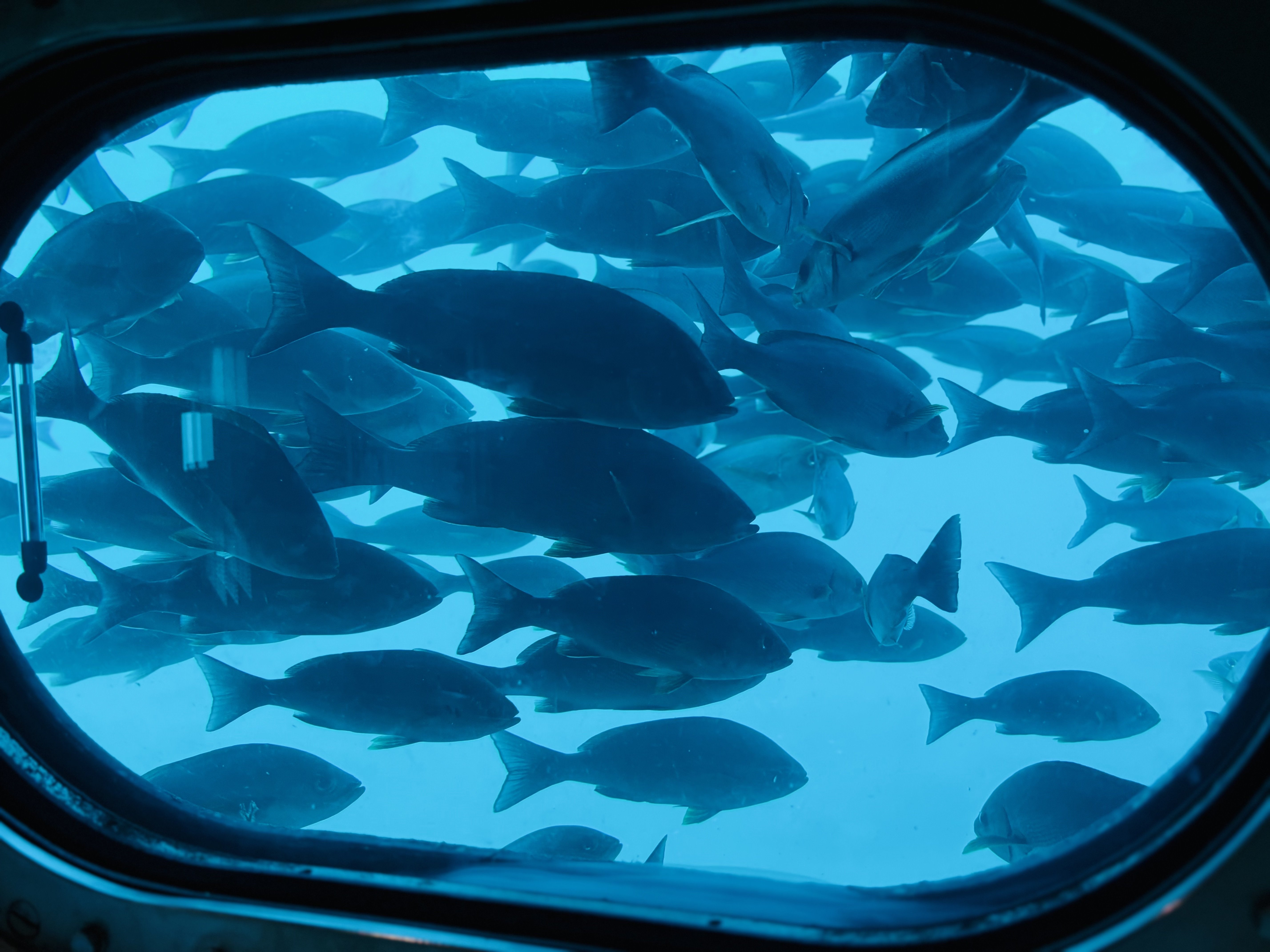 🇯🇵千葉県勝浦④｜「“天然の”水族館！？」｜名所・穴場満喫旅