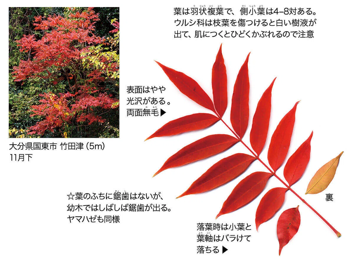 新紅葉ハンドブックでわかる紅葉のいろは｜ブンイチ（文一総合出版）