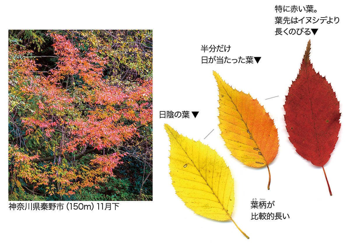 新紅葉ハンドブックでわかる紅葉のいろは｜ブンイチ（文一総合出版）
