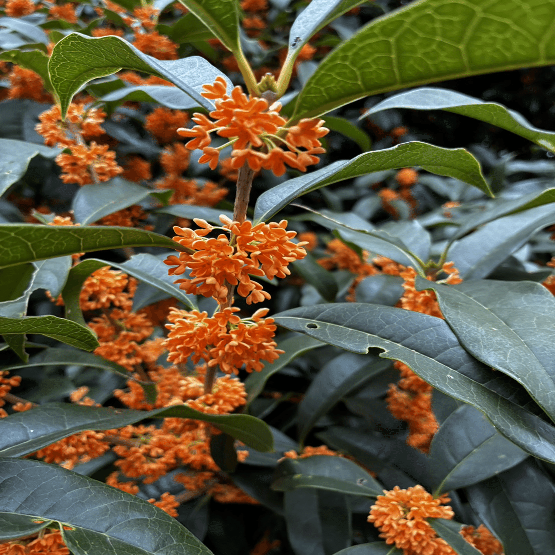 46 絶対時間 大岡山金木犀マップ｜おおお知るまちプロジェクト