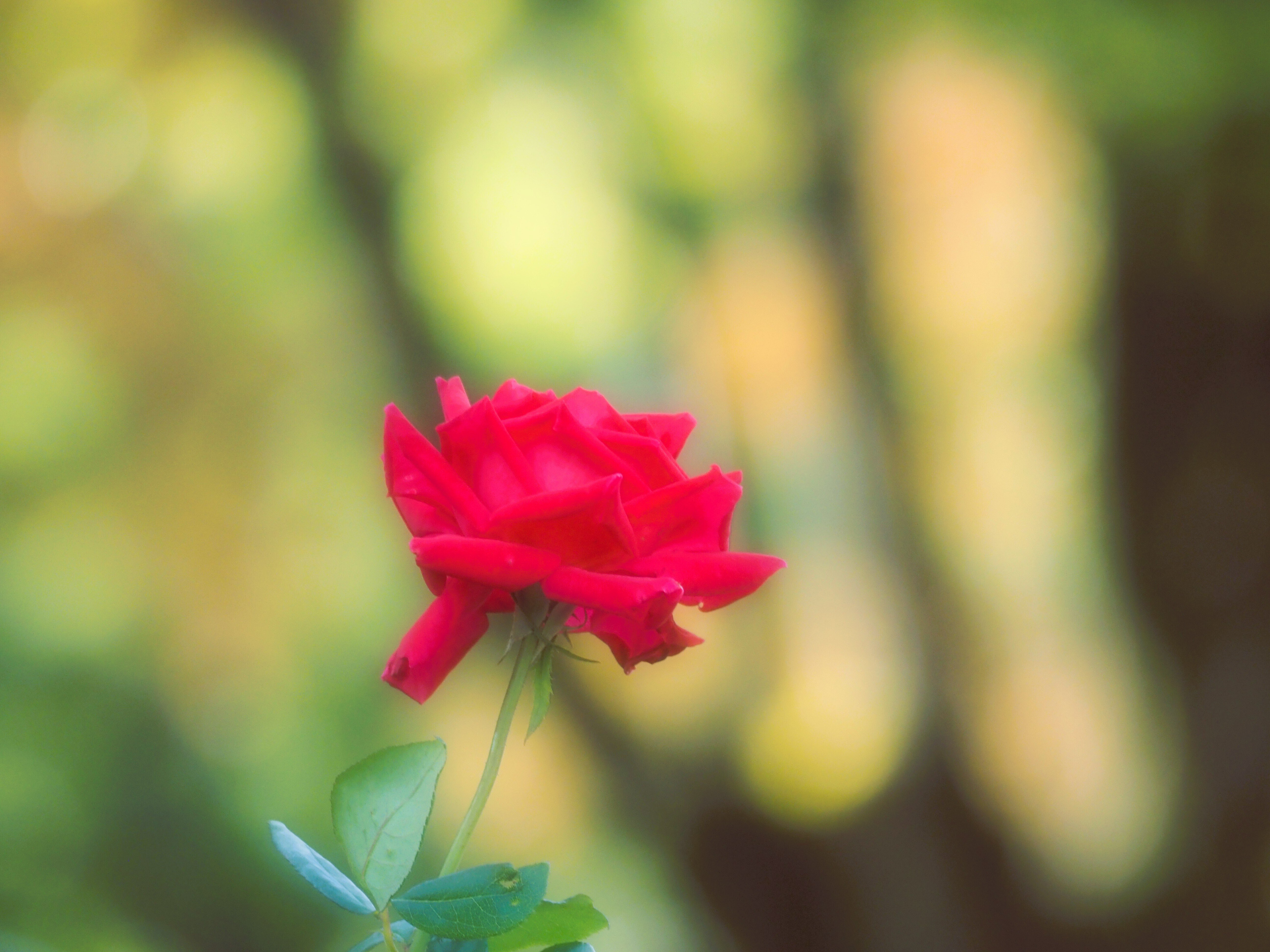 秋薔薇の写真を撮ってきました。｜あーかいぶ55