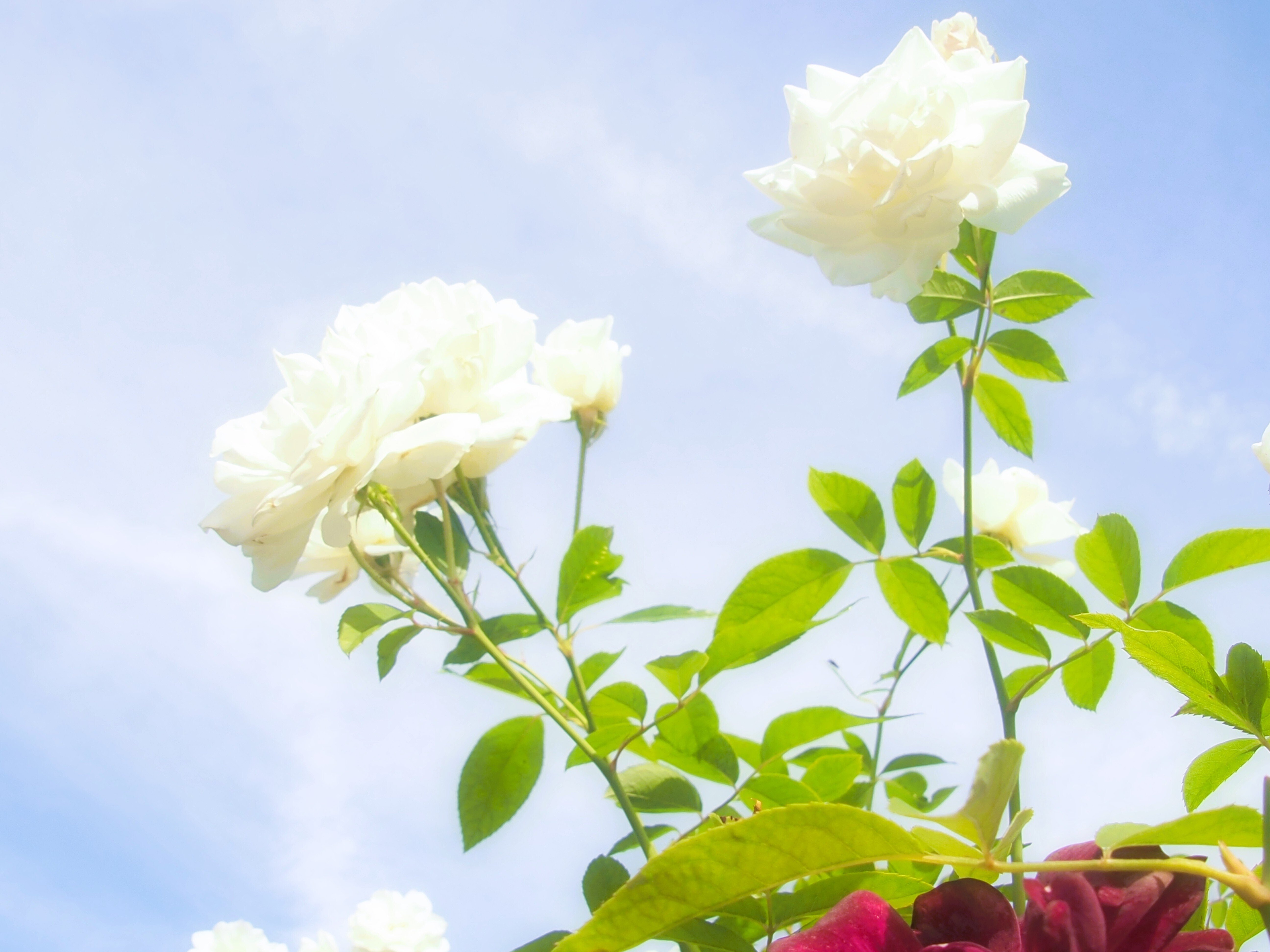 秋薔薇　ページ 秋薔薇の写真を撮ってきました。｜あーかいぶ55