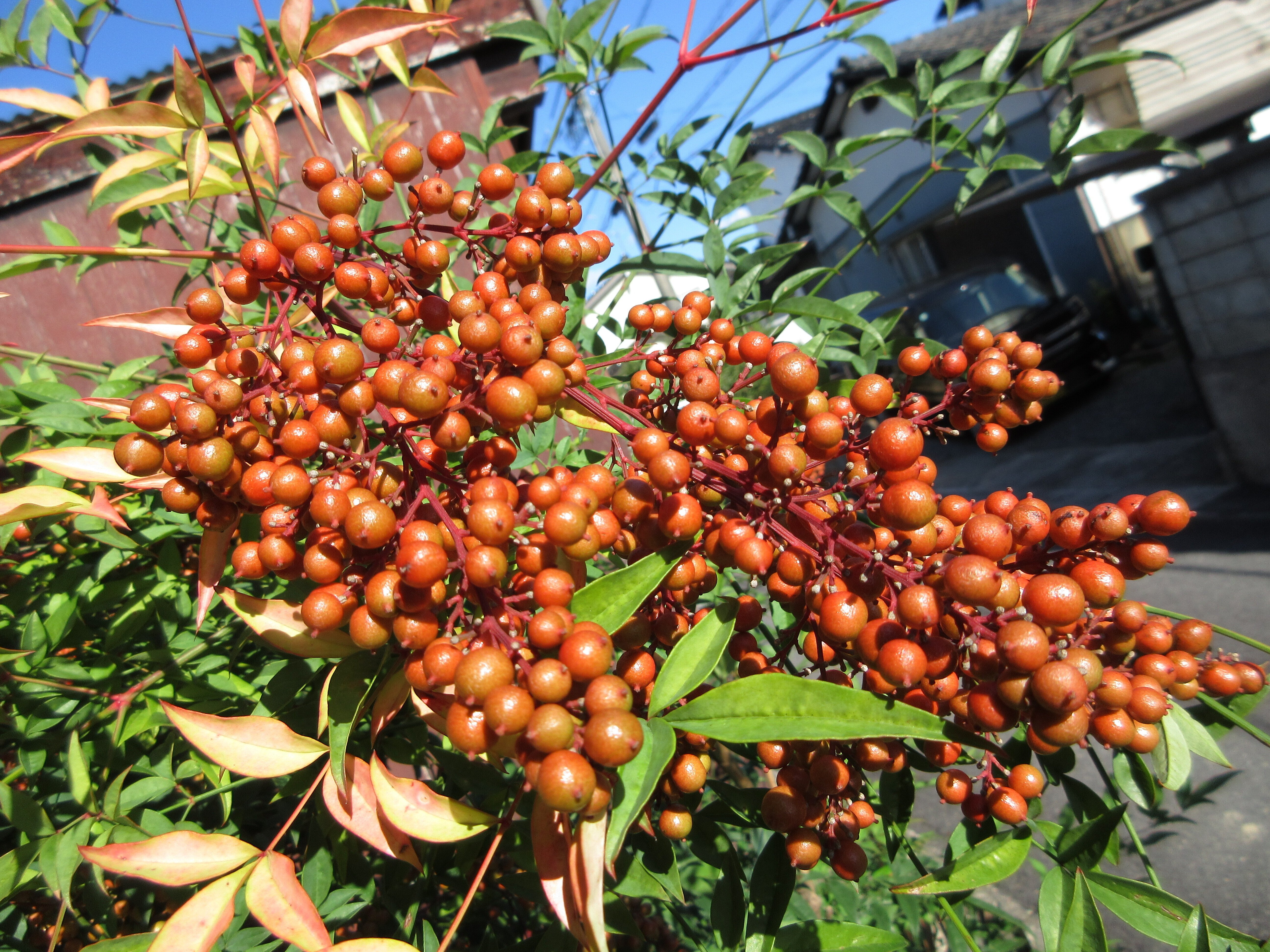 南天がたくさん実ってくれました。｜ミニチュアちいさん