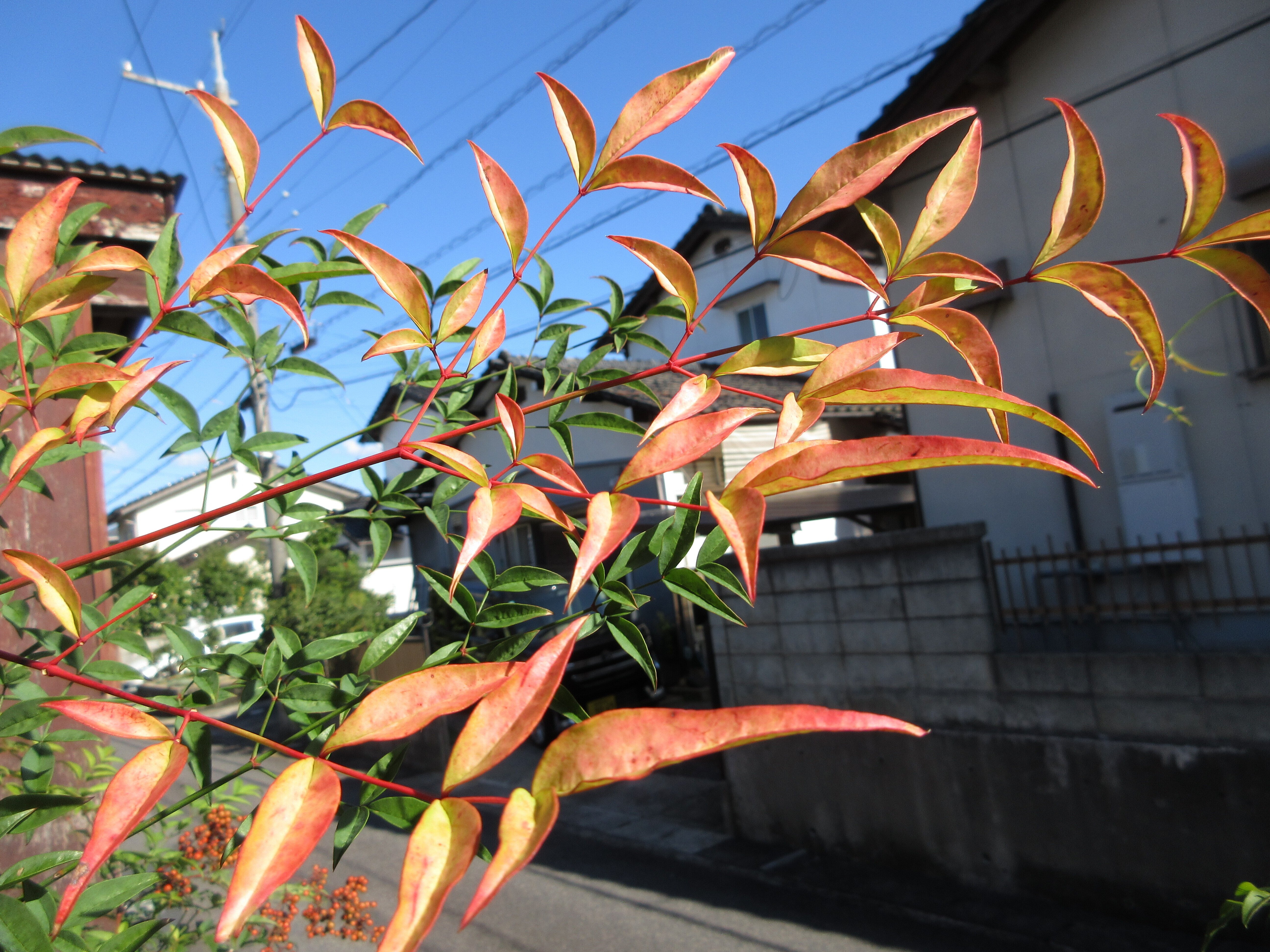 南天がたくさん実ってくれました。｜ミニチュアちいさん