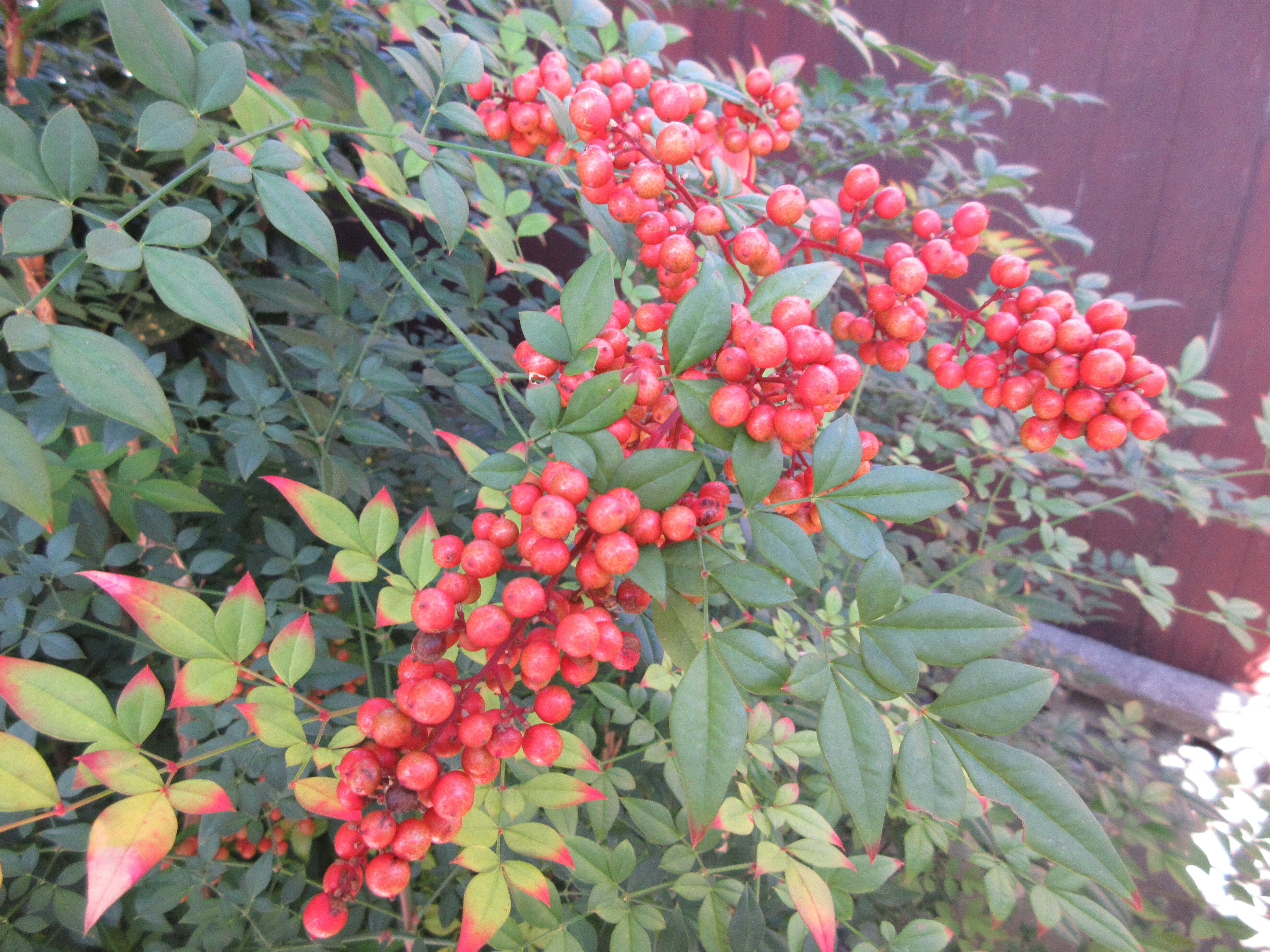 南天がたくさん実ってくれました。｜ミニチュアちいさん