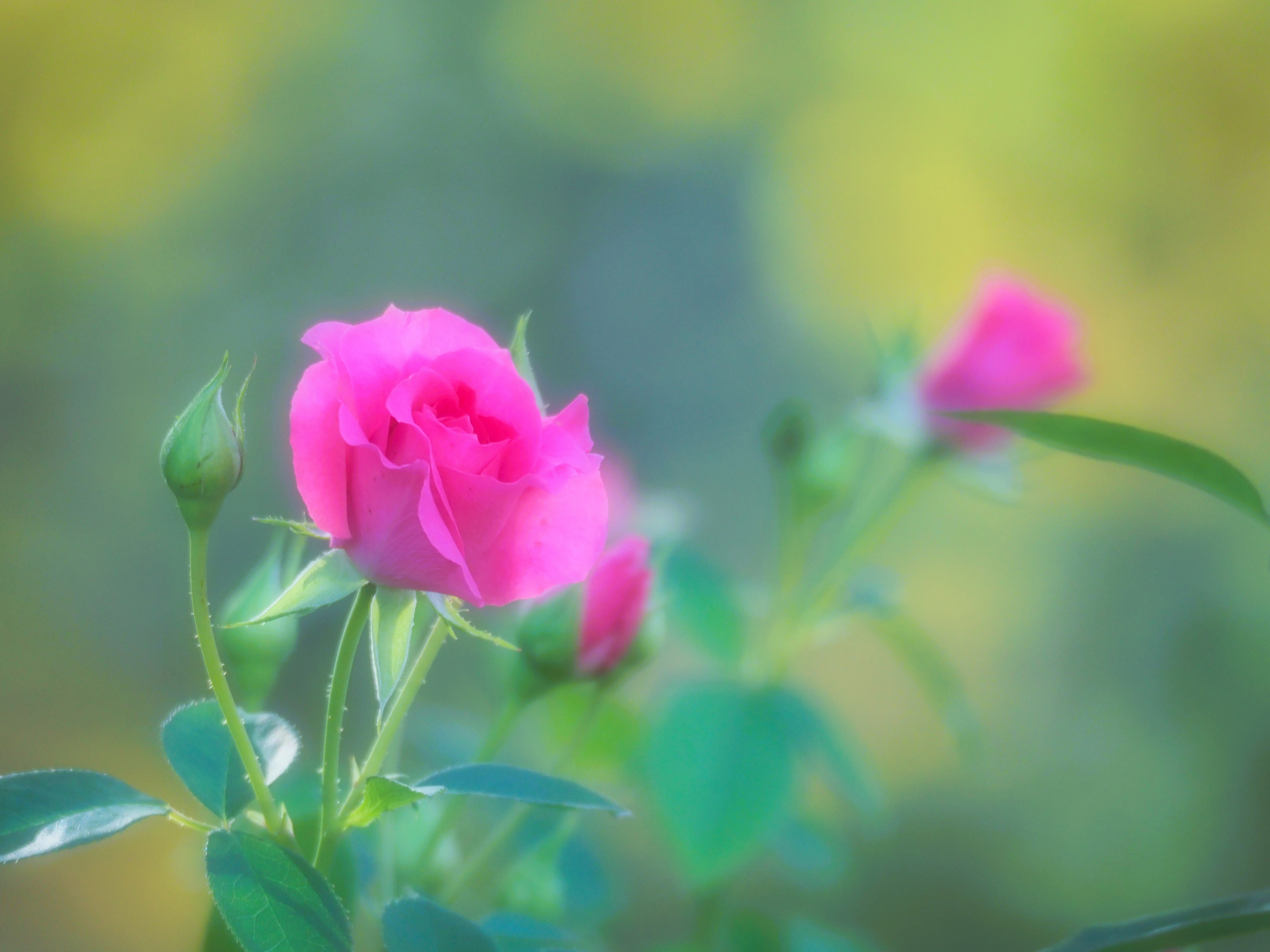 秋薔薇の写真を撮ってきました。｜あーかいぶ55