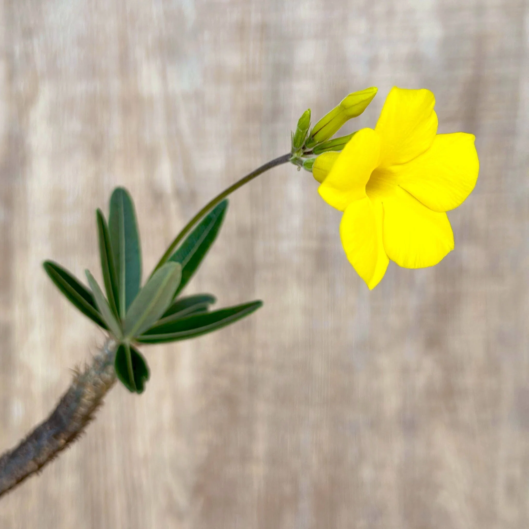 季節外れのグラキリスの花｜暇人