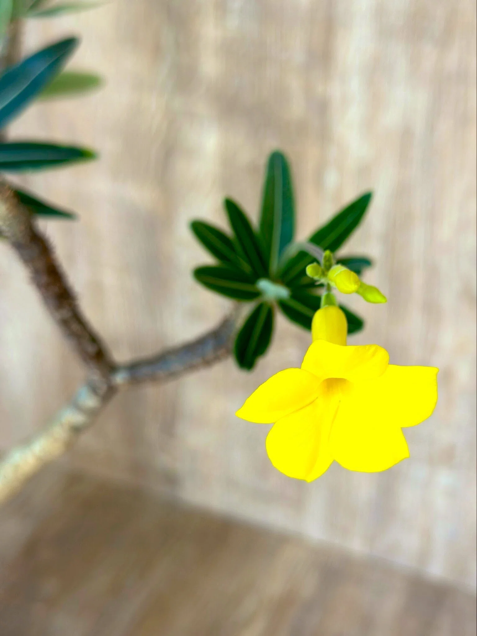 季節外れのグラキリスの花｜暇人