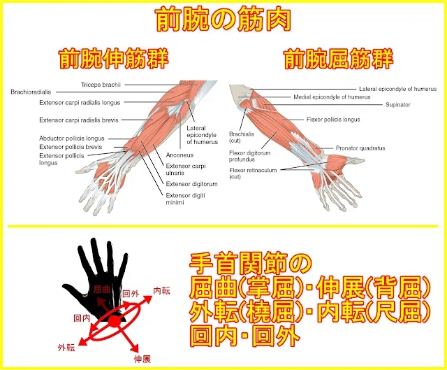腕相撲が強くなる自宅での筋トレ(自重＋チューブ＋ダンベル)をアーム