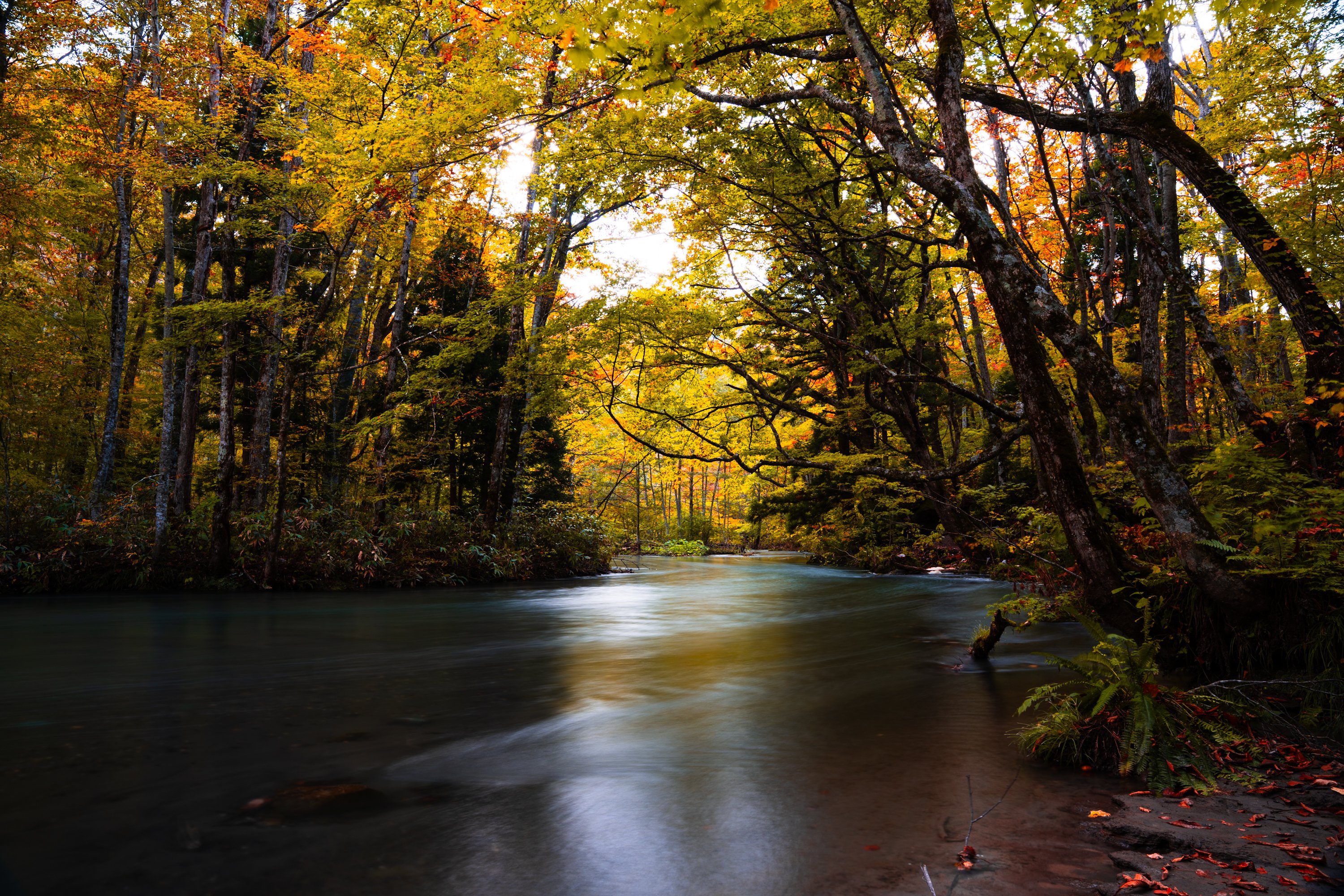 カメラを持って、紅葉の奥入瀬渓流へ。｜写真工房｜星野リゾート