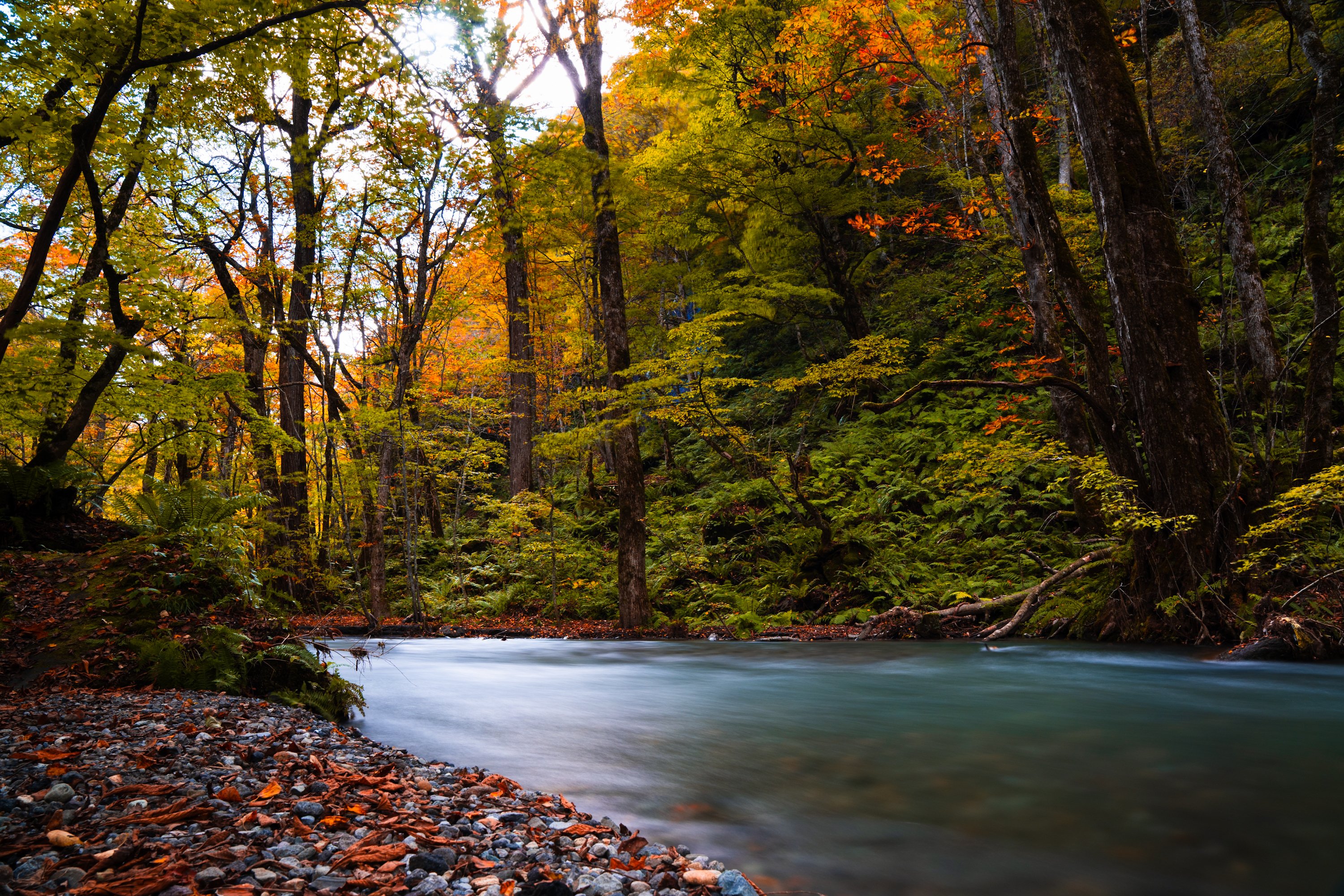 カメラを持って、紅葉の奥入瀬渓流へ。｜写真工房｜星野リゾート