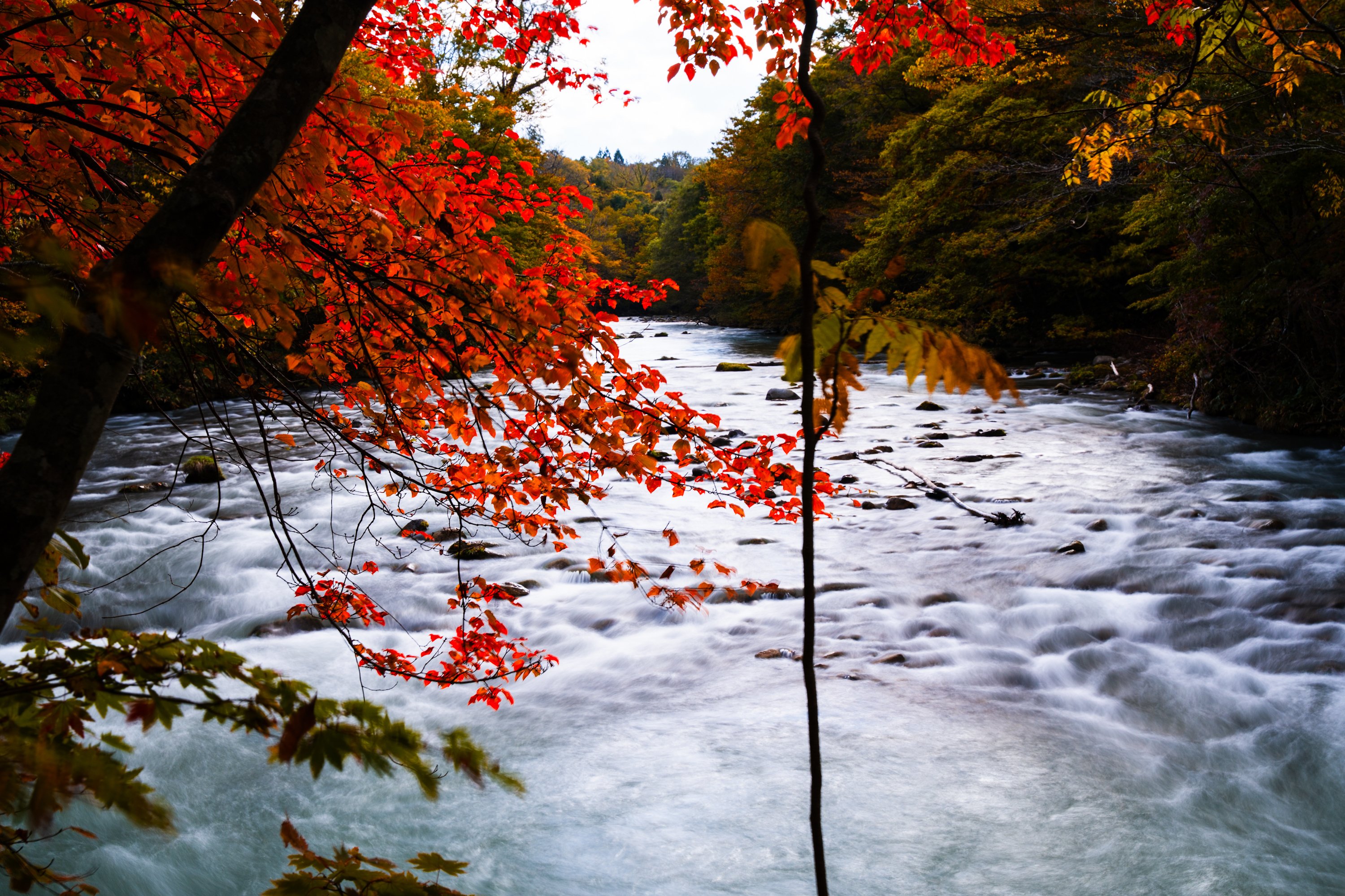 端渓 カメラを持って、紅葉の奥入瀬渓流へ。｜写真工房｜星野リゾート