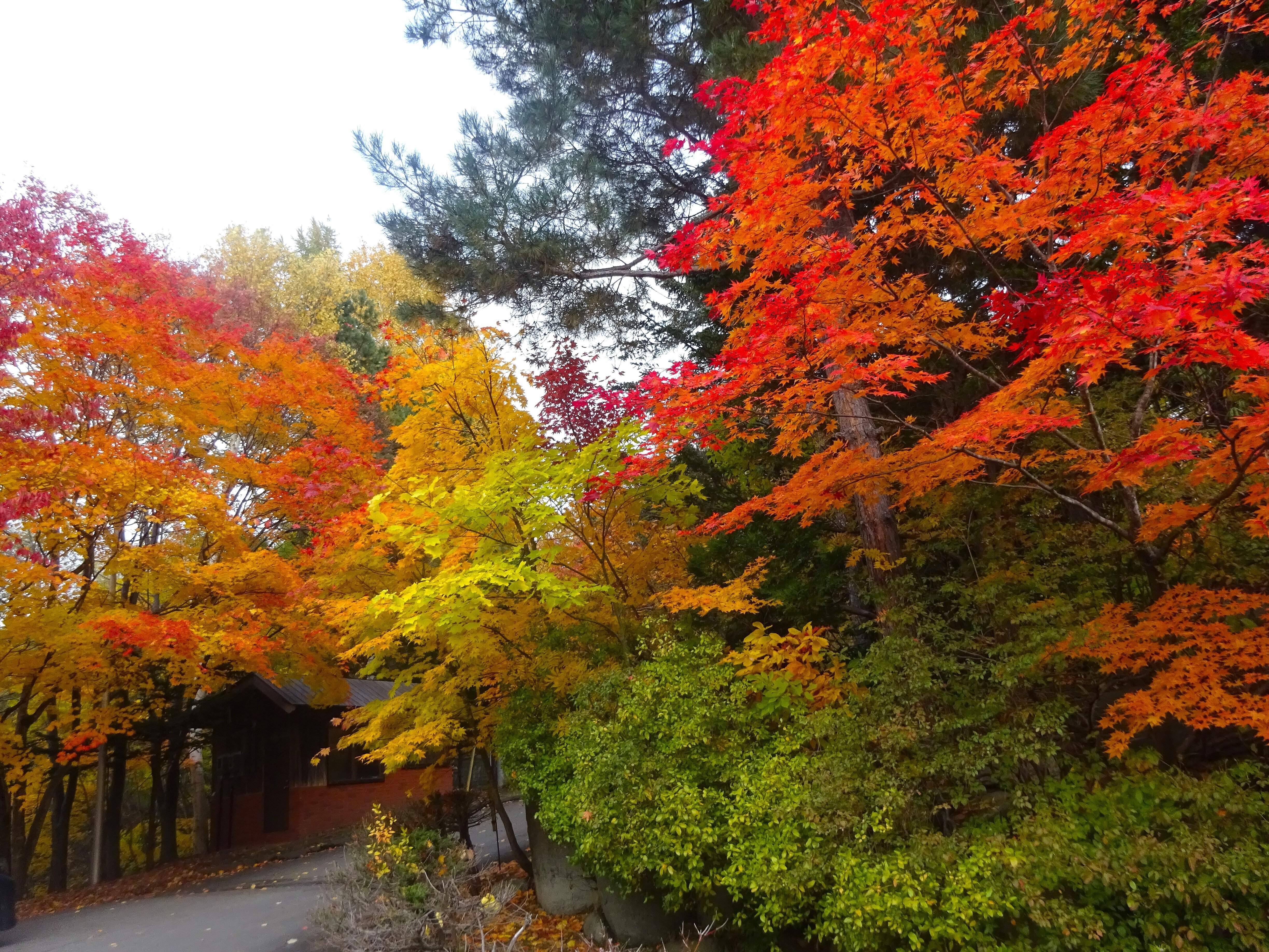 紅櫻公園の紅葉(2025.10.30)｜北海道さっぽろ観光案内所