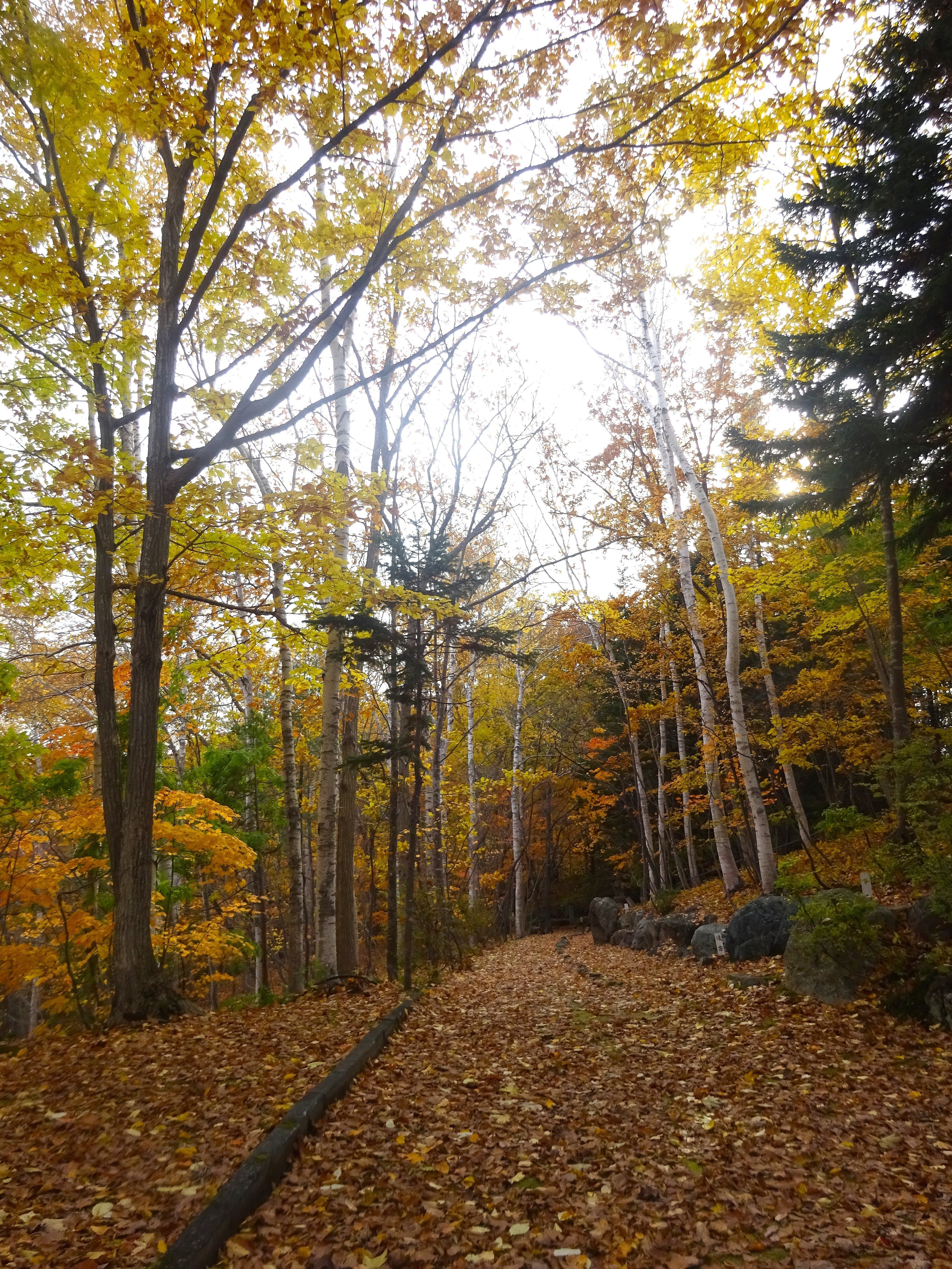 紅櫻公園の紅葉(2025.10.30)｜北海道さっぽろ観光案内所