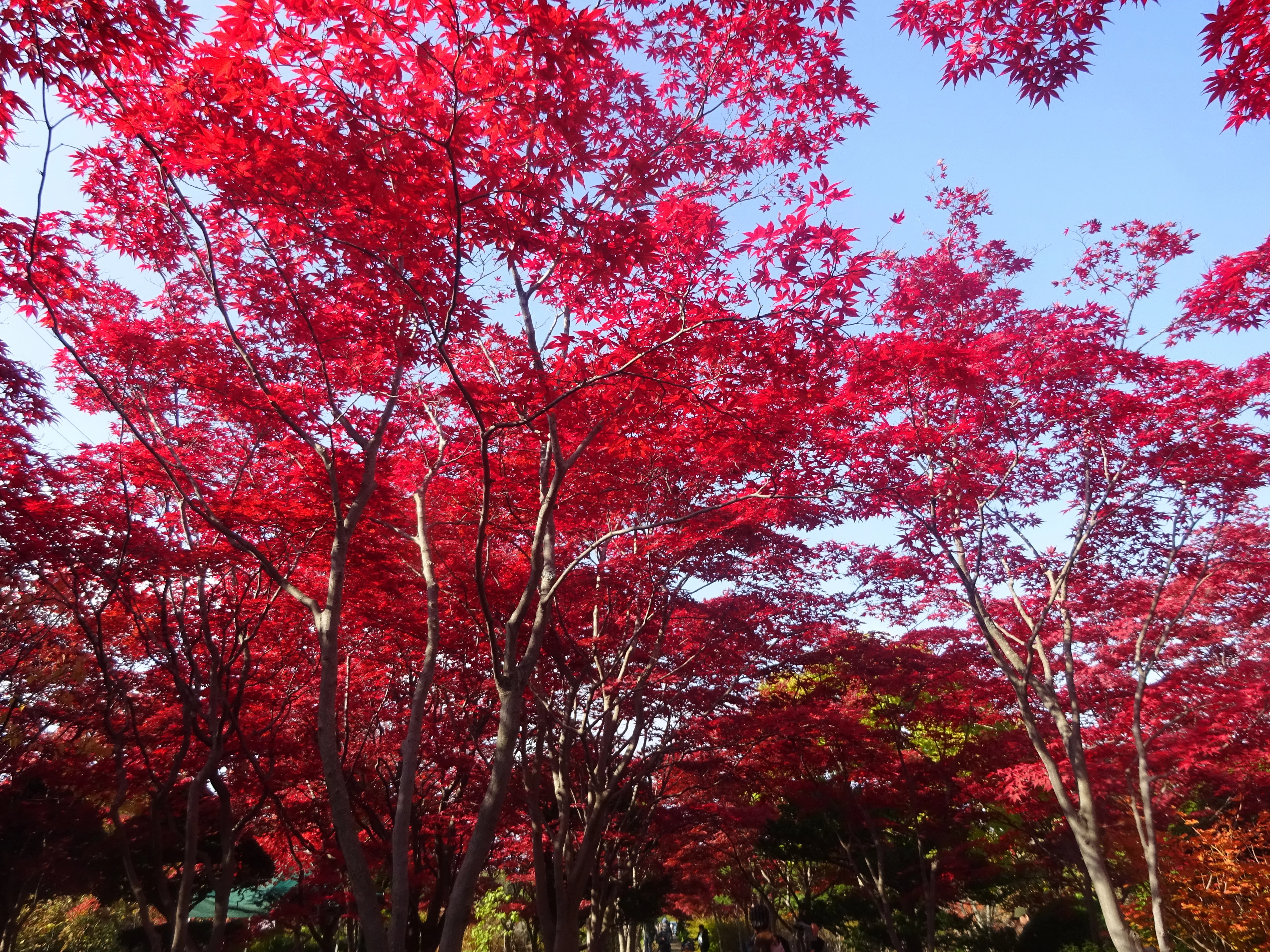 平岡樹芸センター紅葉(2025.10.30)｜北海道さっぽろ観光案内所