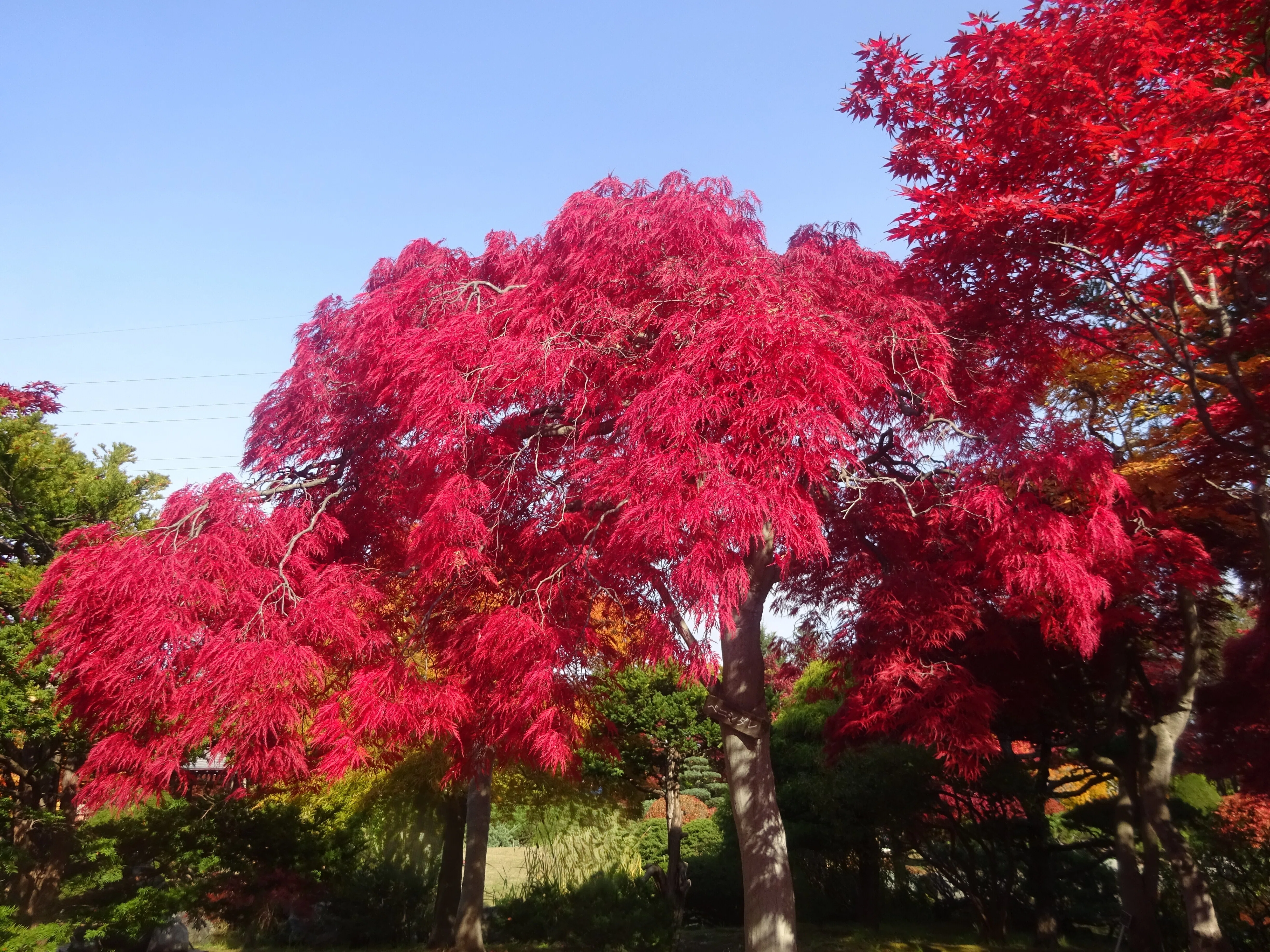 平岡樹芸センター紅葉(2025.10.30)｜北海道さっぽろ観光案内所