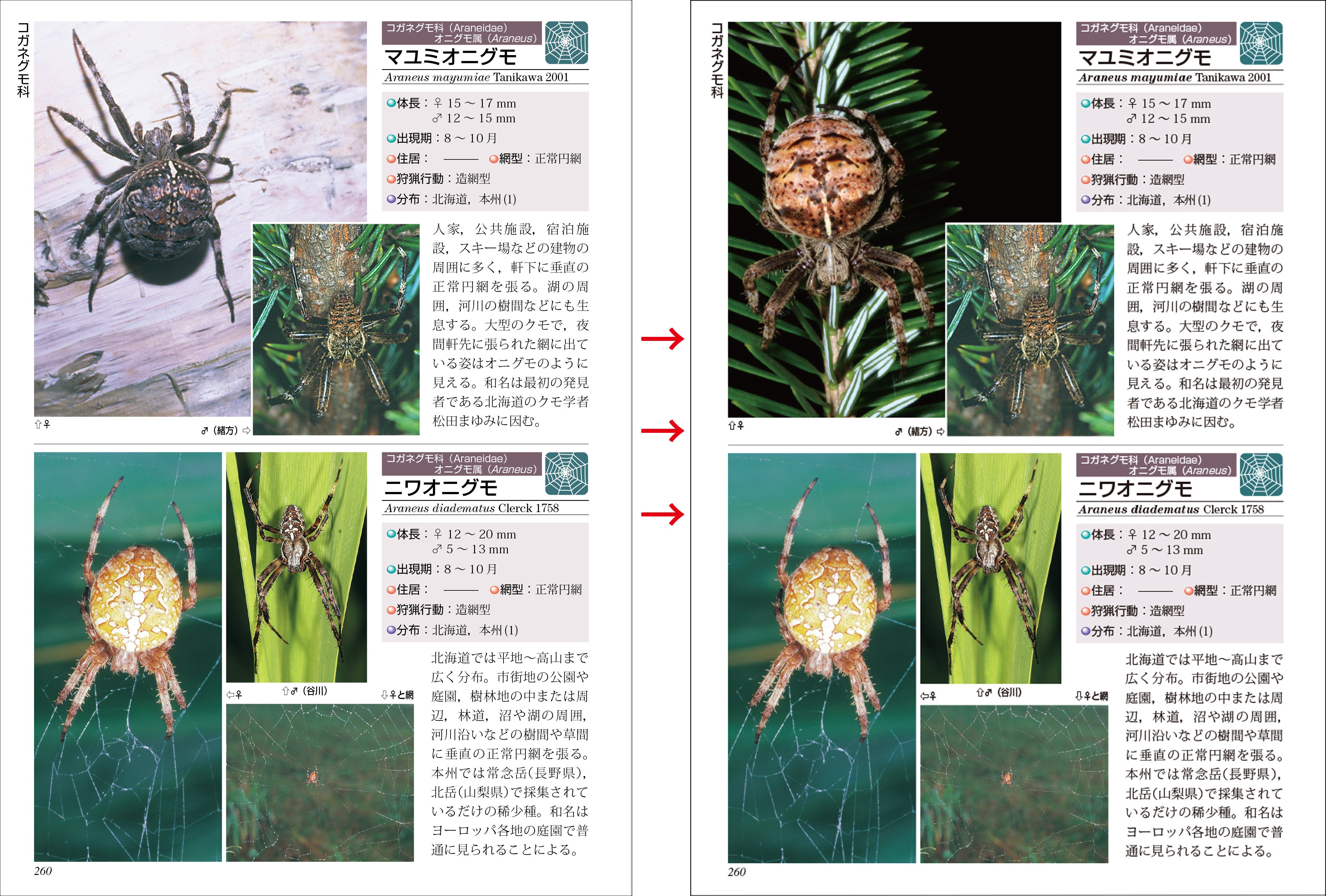クモ図鑑の定番「ネイチャーガイド 新訂日本のクモ」はここがすごい