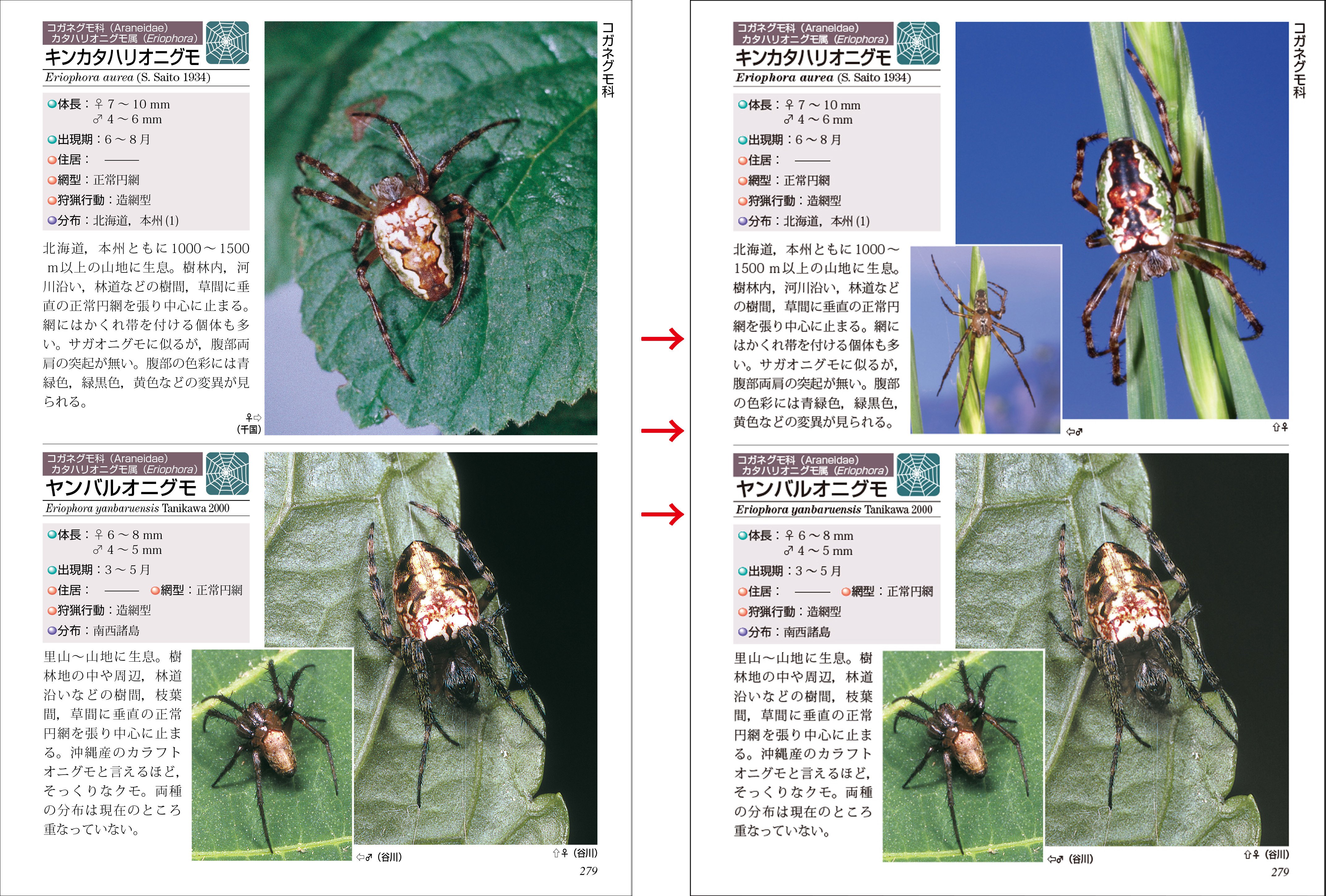 クモ図鑑の定番「ネイチャーガイド 新訂日本のクモ」はここがすごい