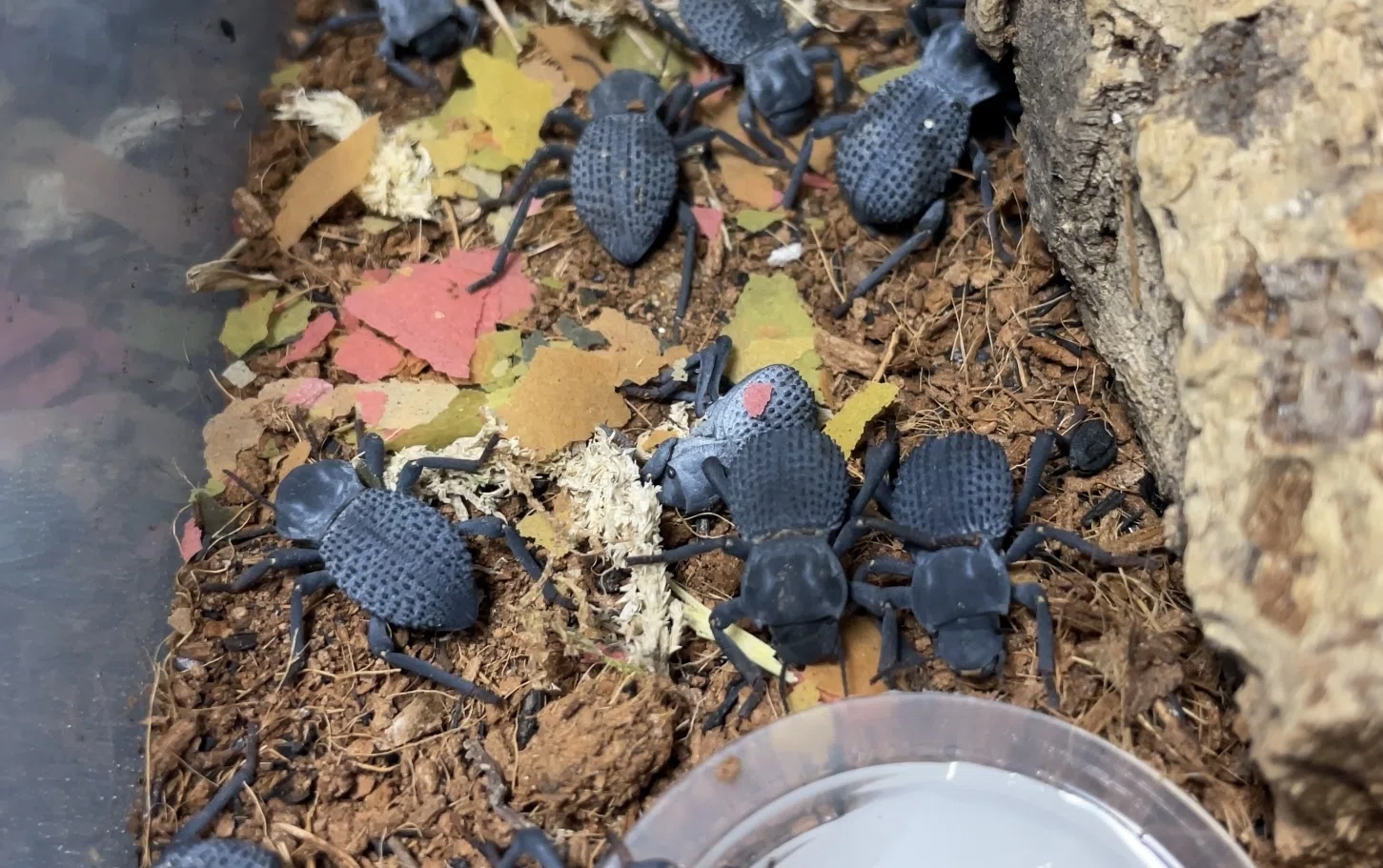 車に轢かれても潰れない!? 鋼鉄の昆虫ブルーアイアンクラッド