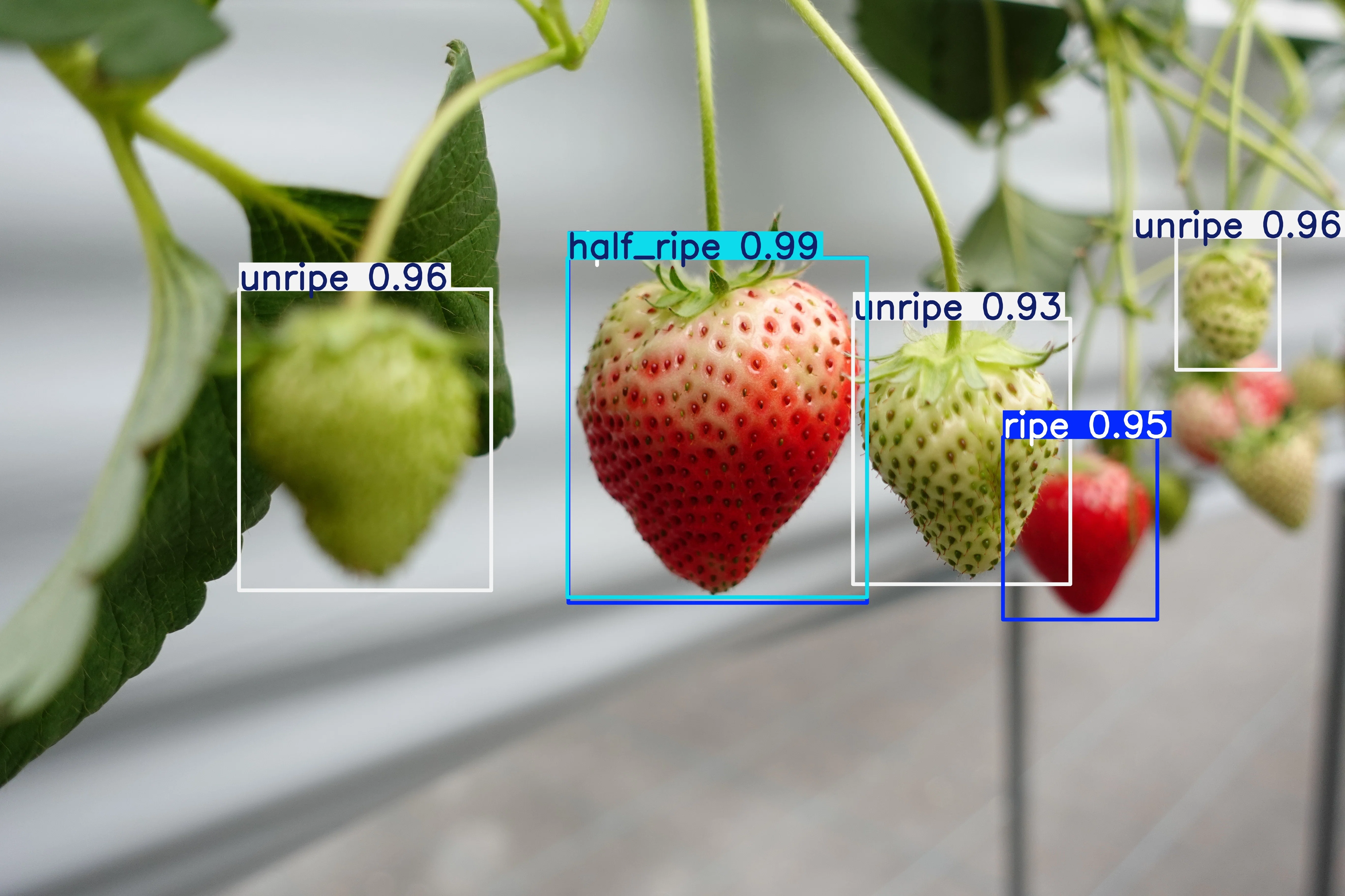 農業×IT】手作業は最小限、AIは自分で育つ。自己学習するいちご熟度
