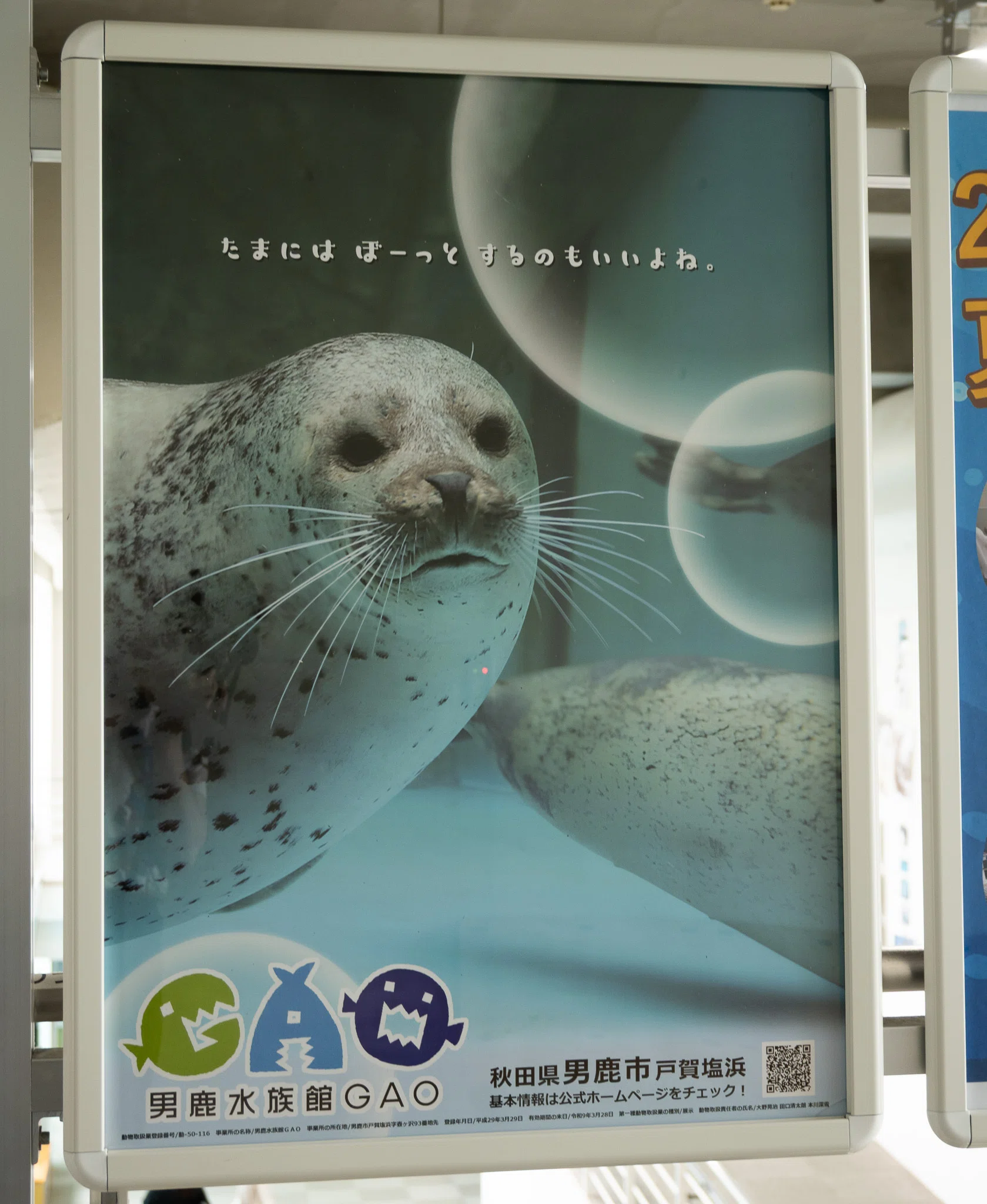日本のアザラシ探訪記⑮男鹿水族館GAO（秋田）｜ヒロサキ