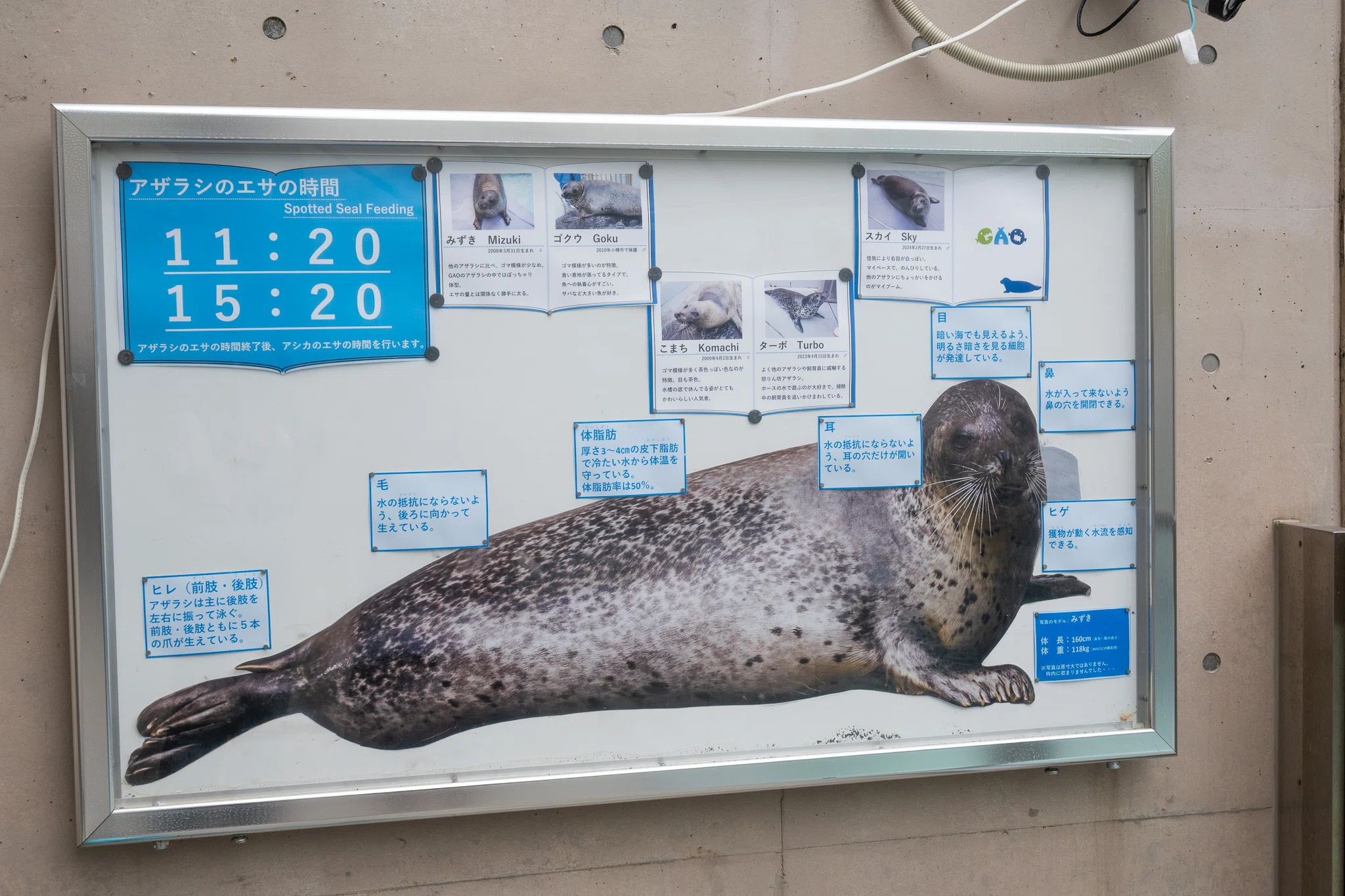 日本のアザラシ探訪記⑮男鹿水族館GAO（秋田）｜ヒロサキ