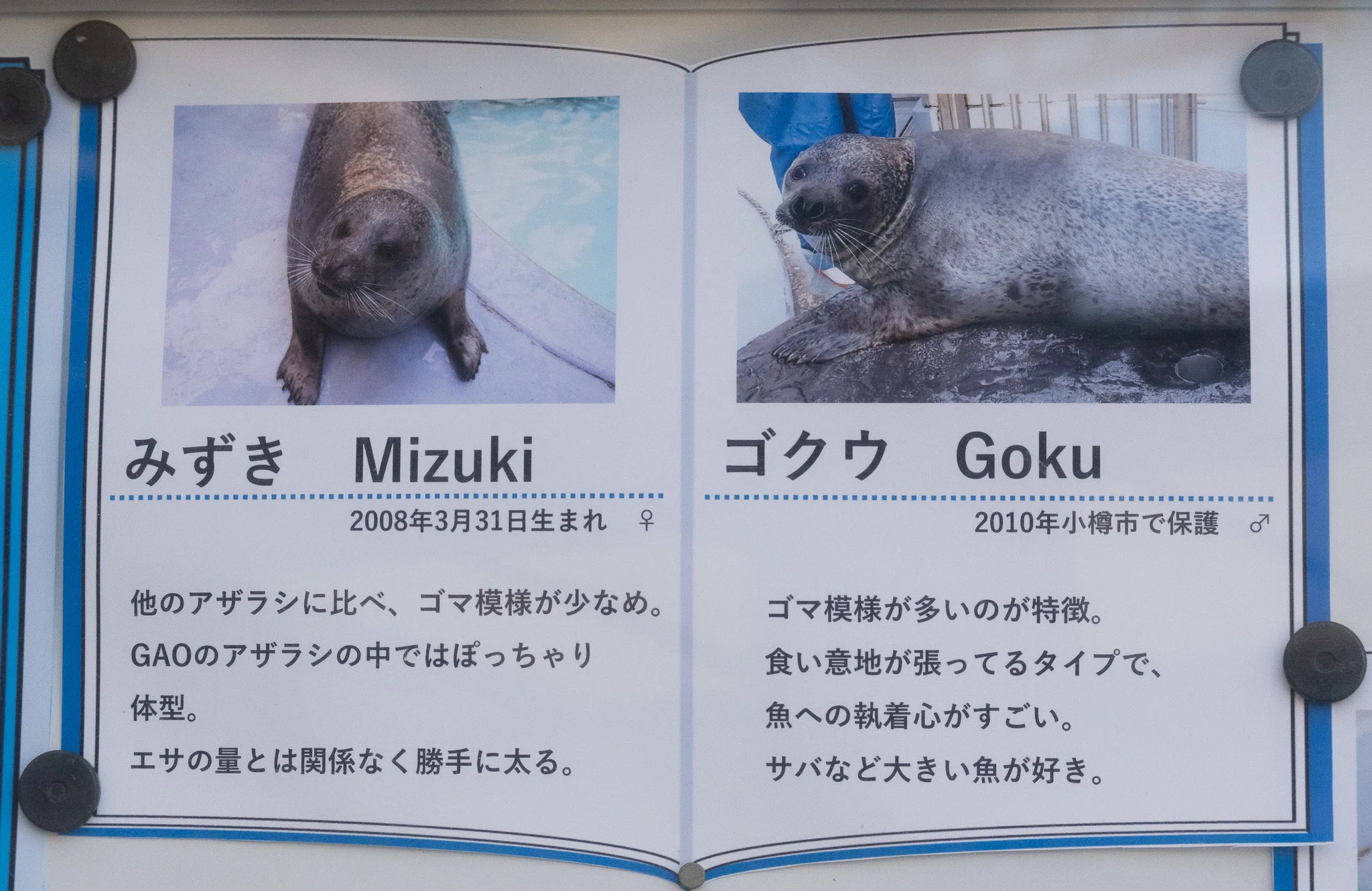 日本のアザラシ探訪記⑮男鹿水族館GAO（秋田）｜ヒロサキ
