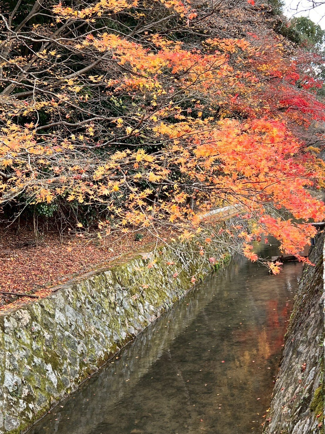 紅葉に彩ろられた田舎家 𓃠 ⁡ 紅葉してきた🍁 #外観 #家 #四角い家 #黒い家 #植栽